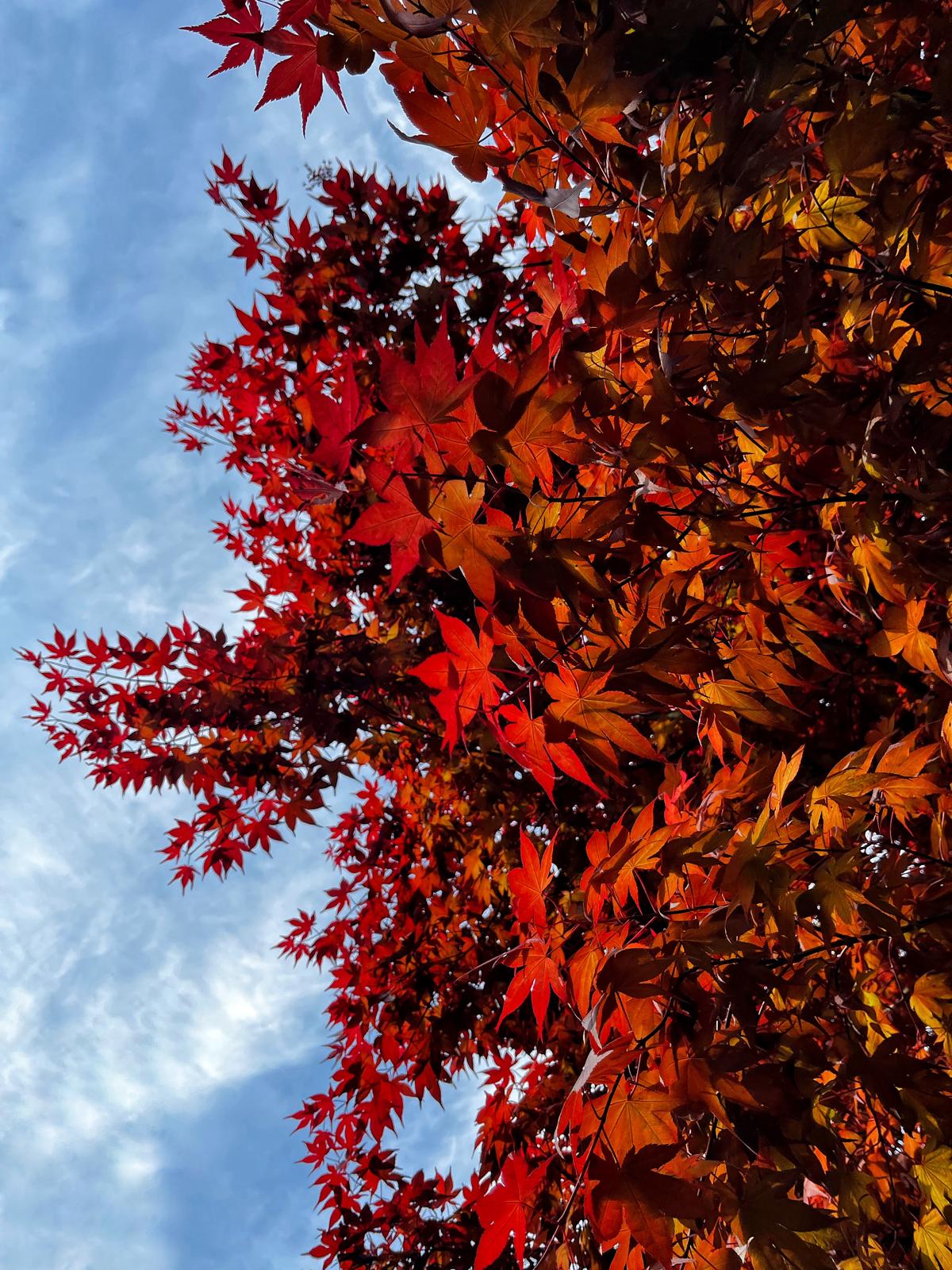 Acero rosso