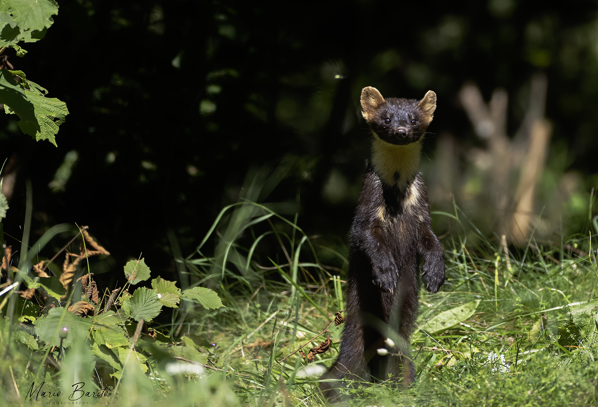 marten