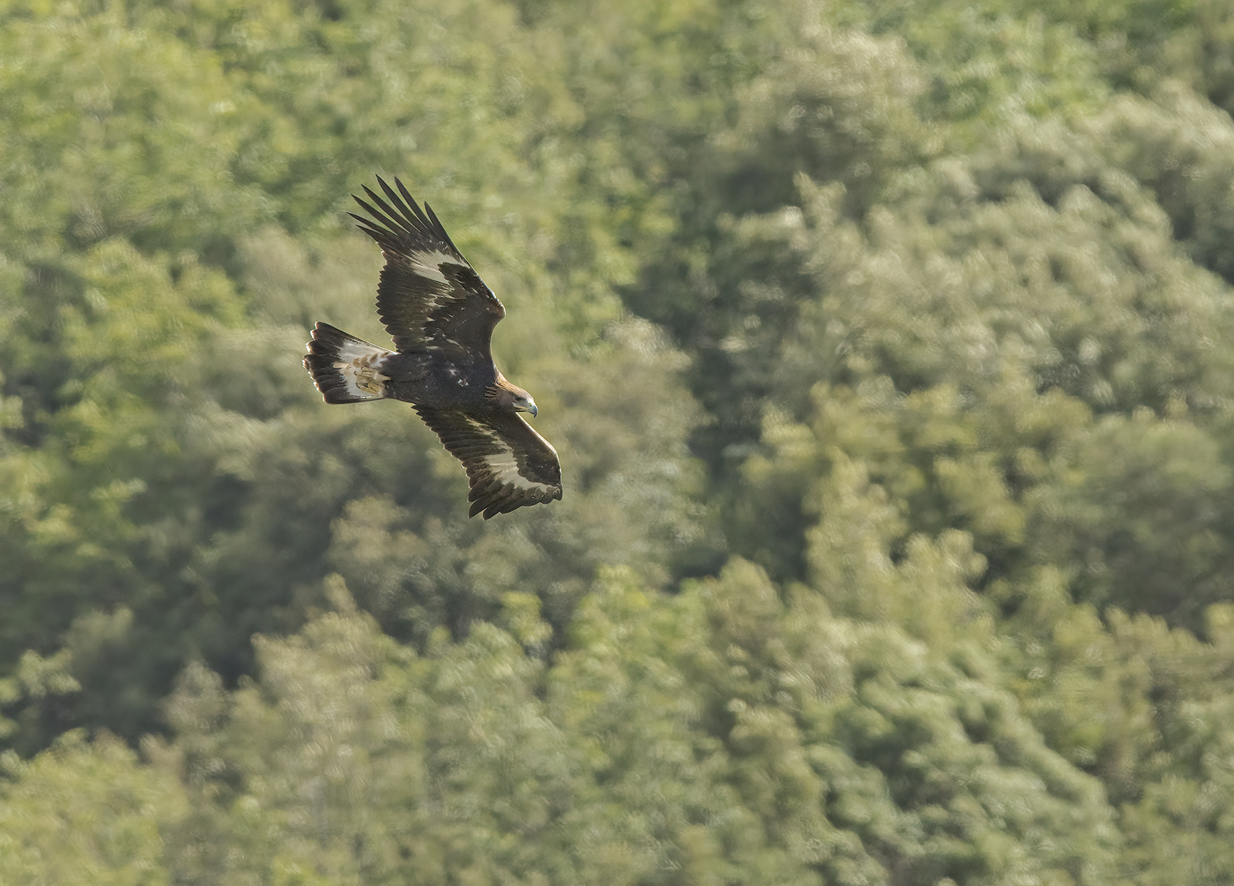 giovane aquila reale
