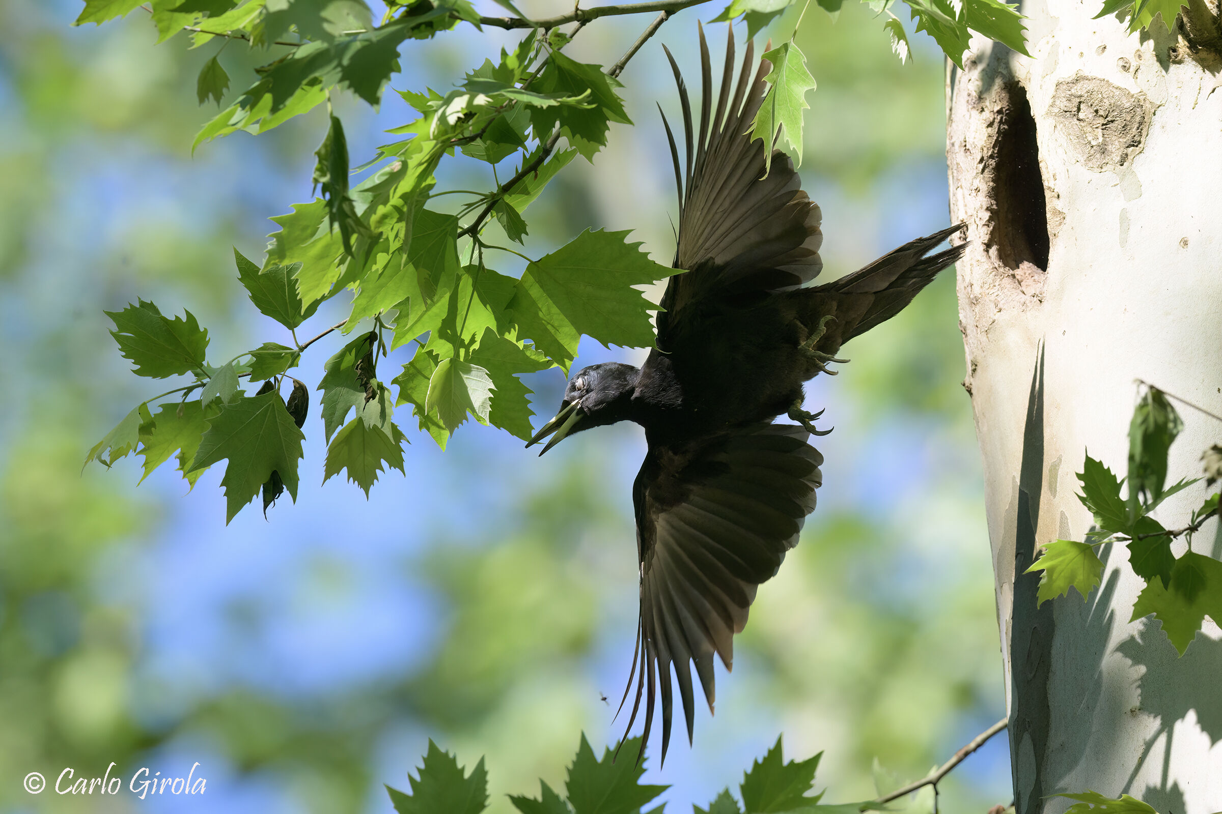 Picchio nero (Dryocopus martius)