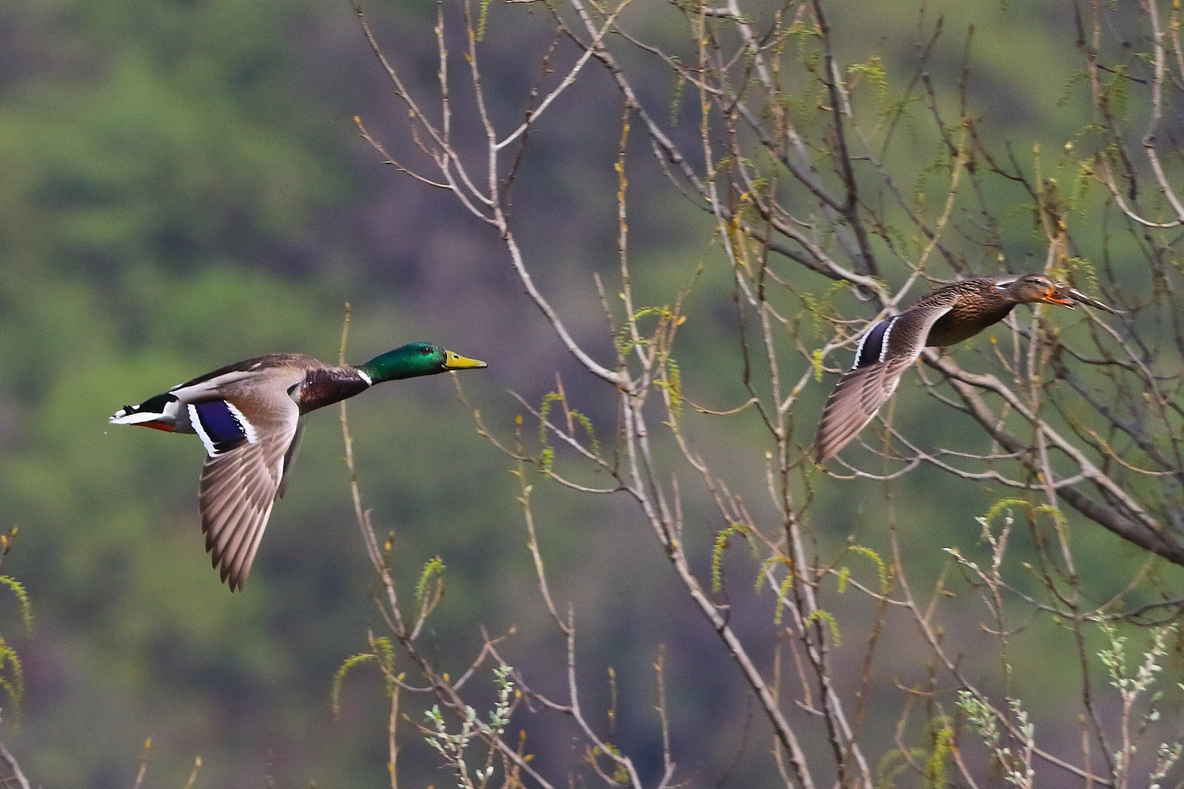 Germani 30 marzo 2025 - 0136