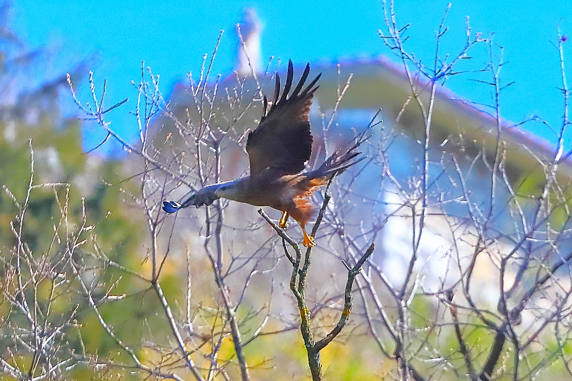 Nibbio bruno 01 aprile 2025 - 0026