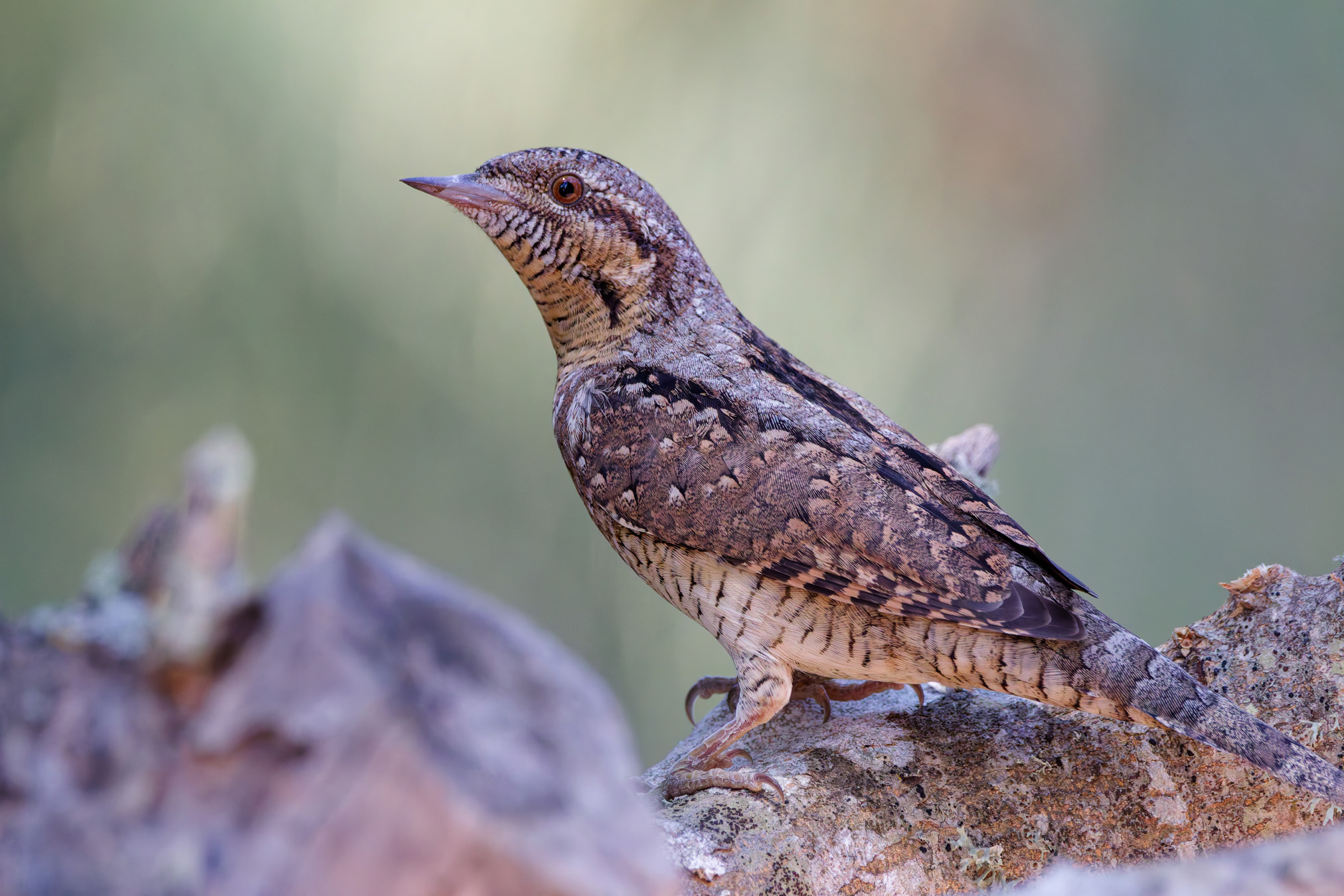 Torcicollo eurasiatico