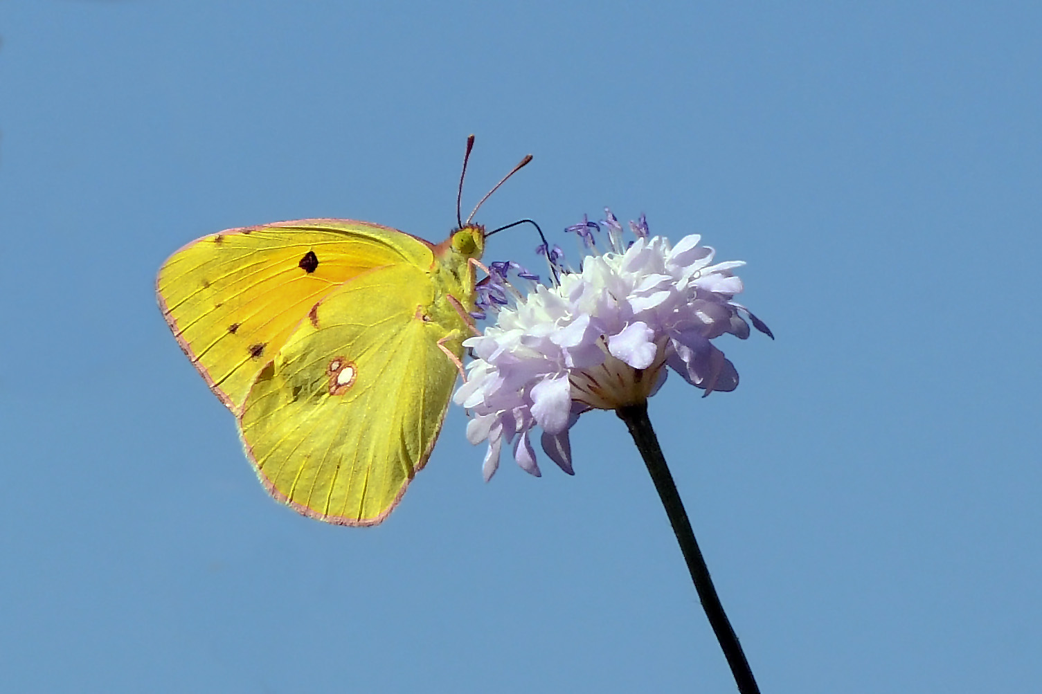 Colias crocea