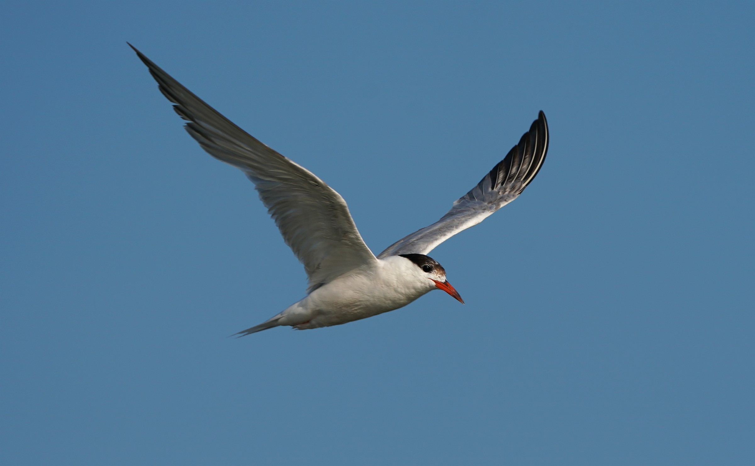 Sterna in volo