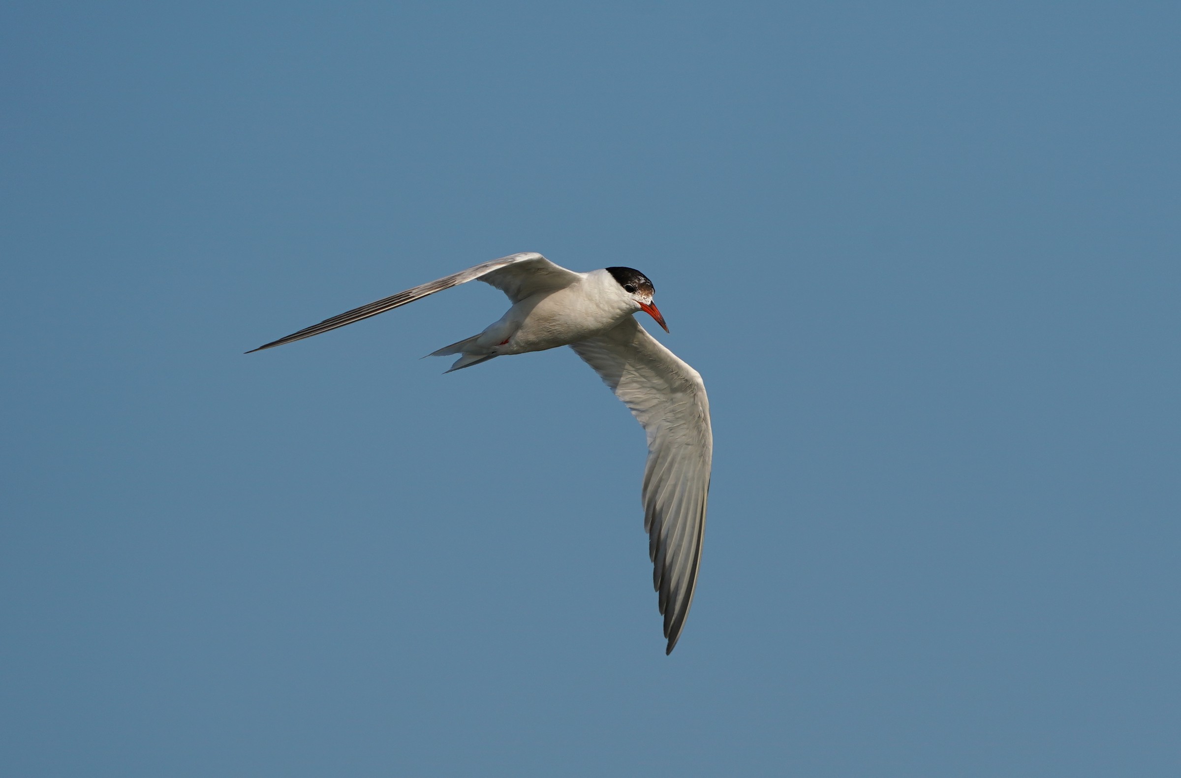 Sterna in volo.