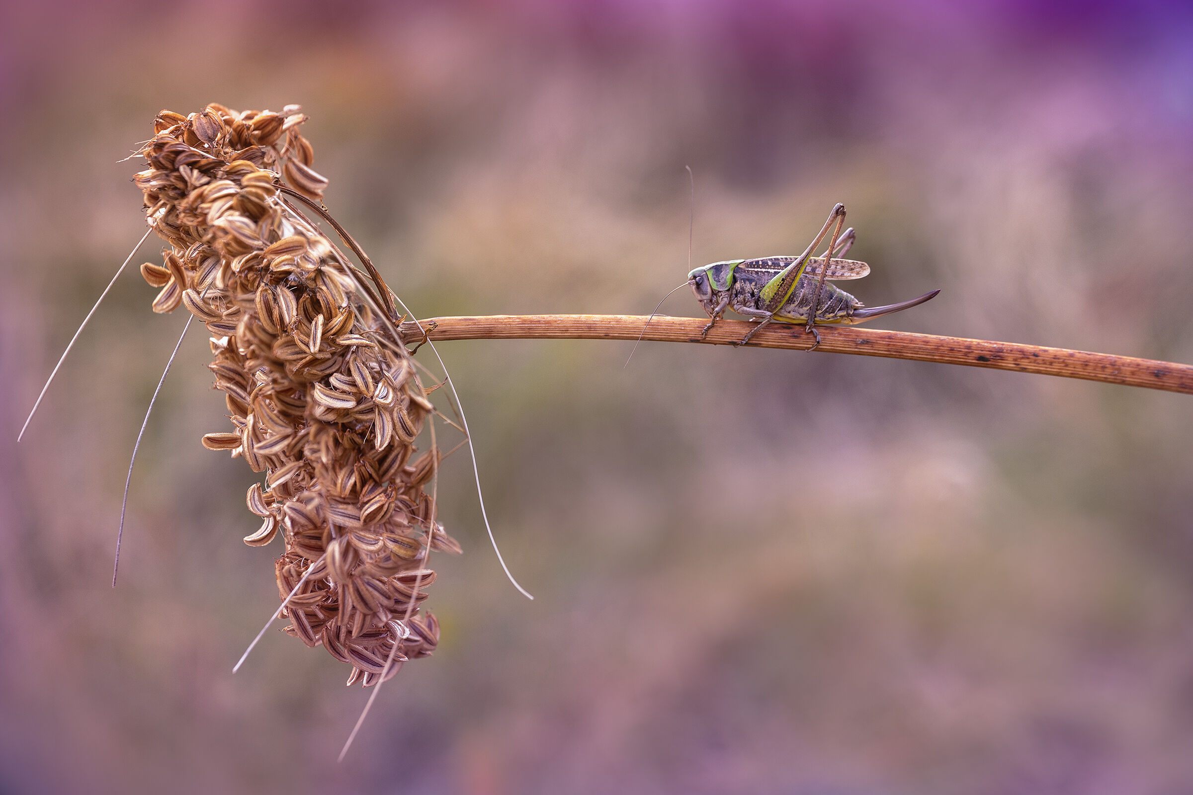 Decticus verrucivorus - Grasshopper