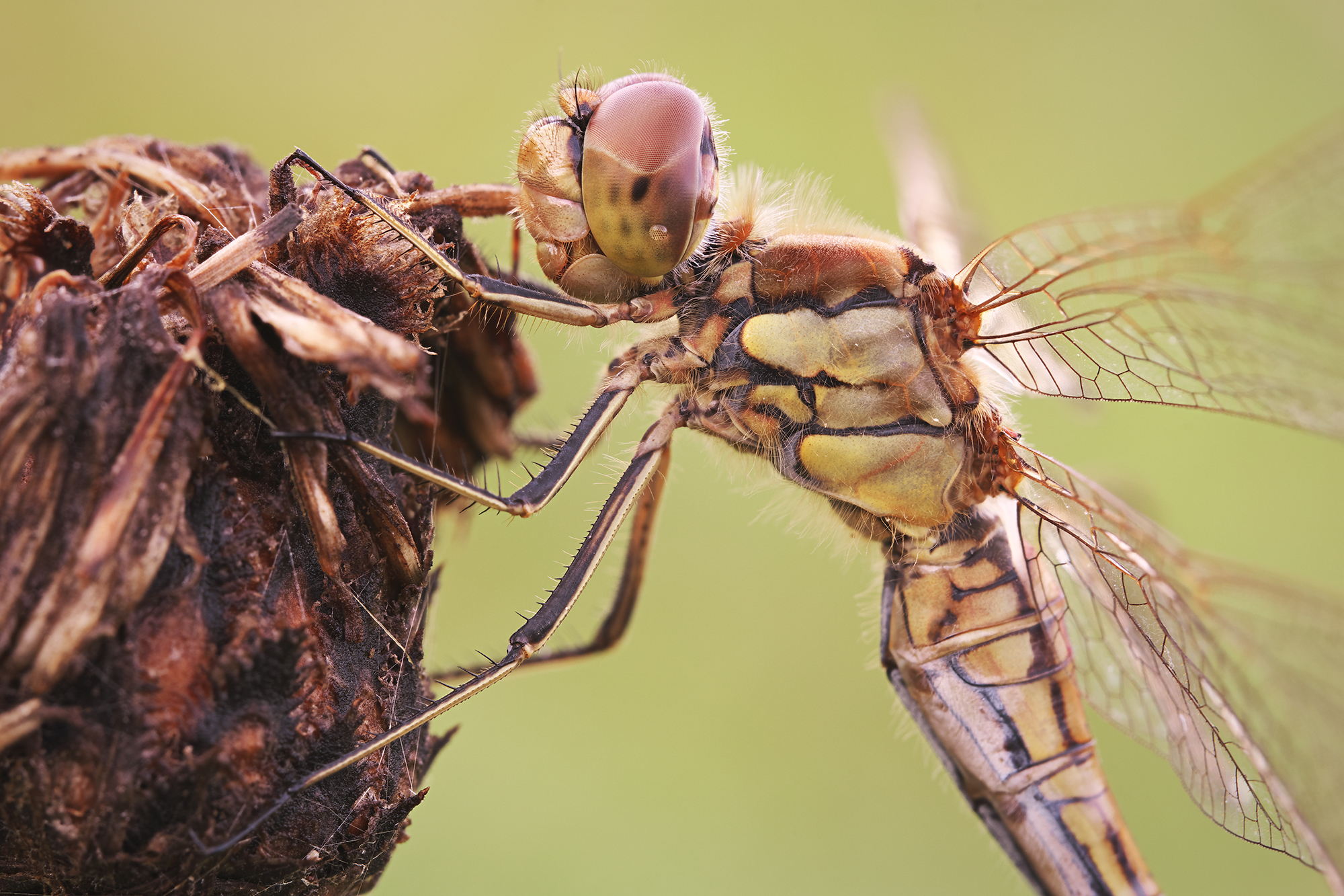 Sympetrum vulgatum