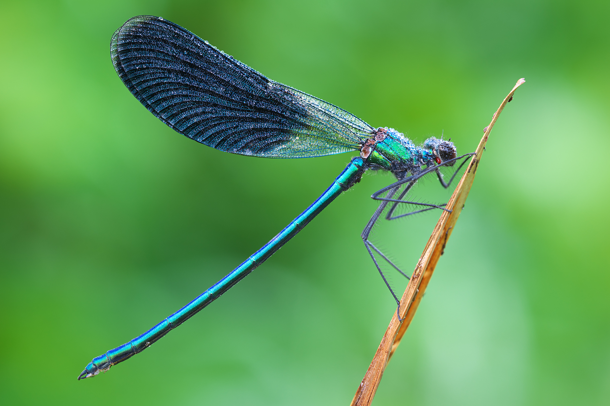 Calopteryx splendens
