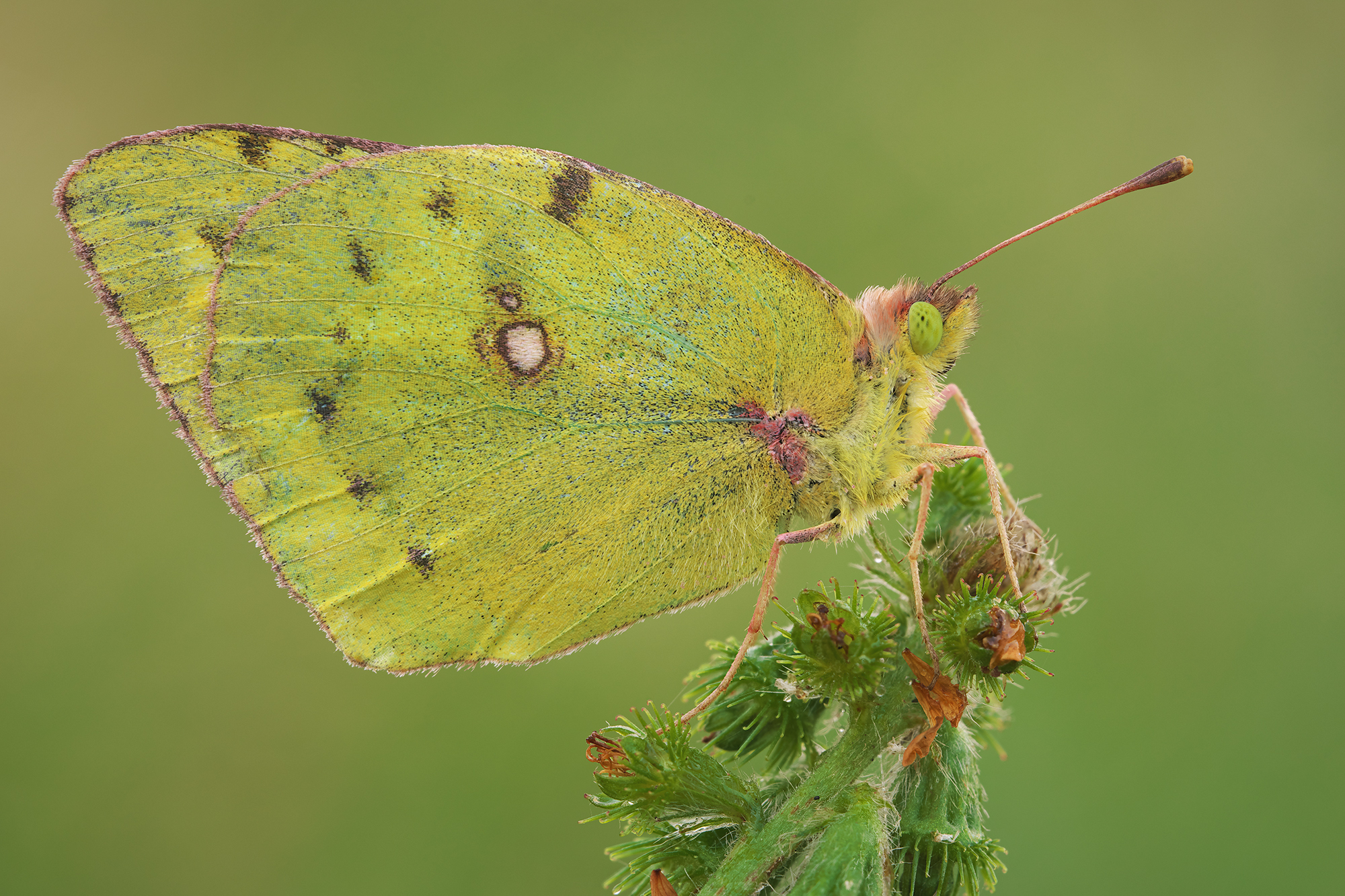 Colias hyale
