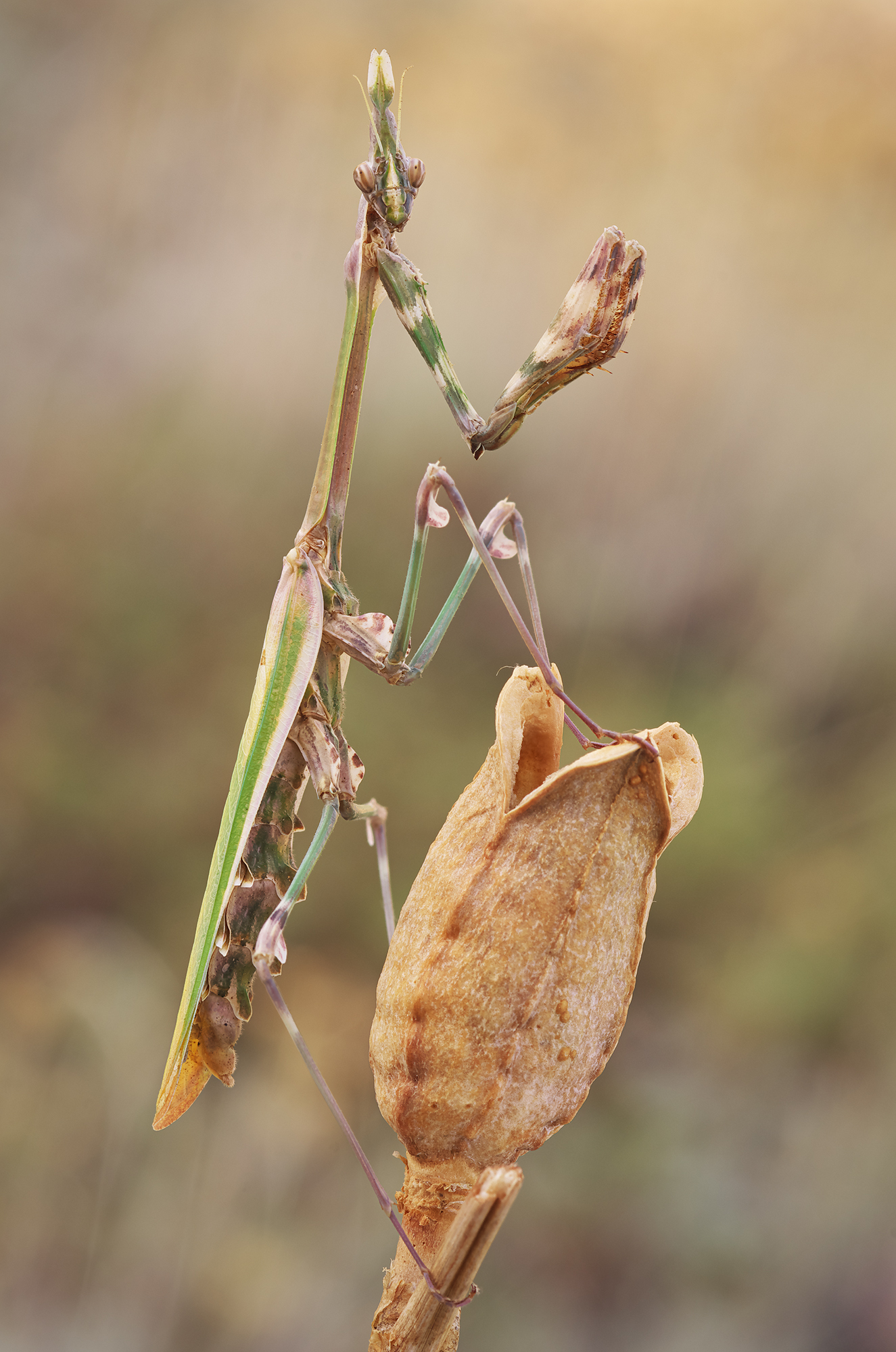 Empusa fasciata