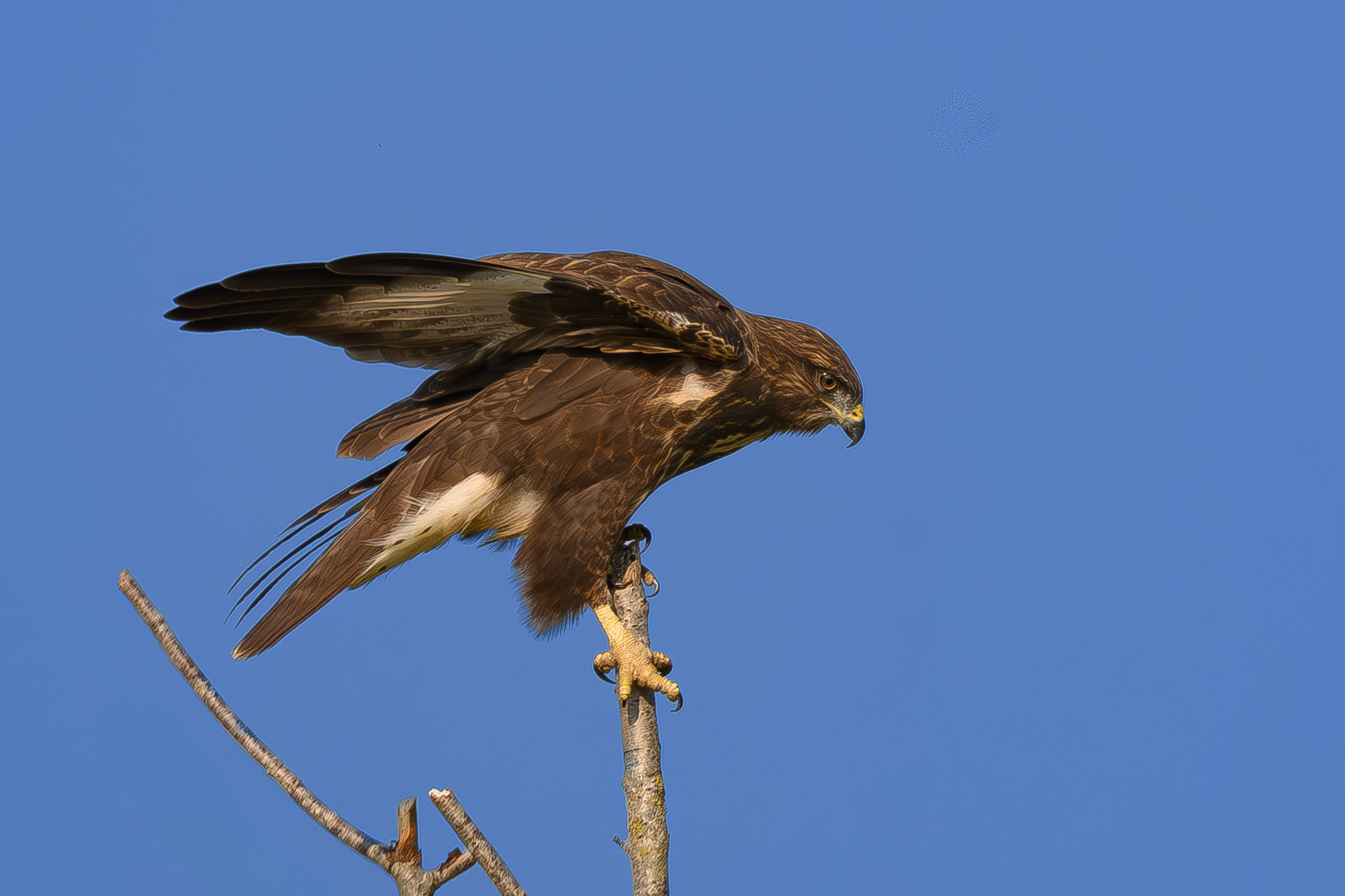 Buzzard