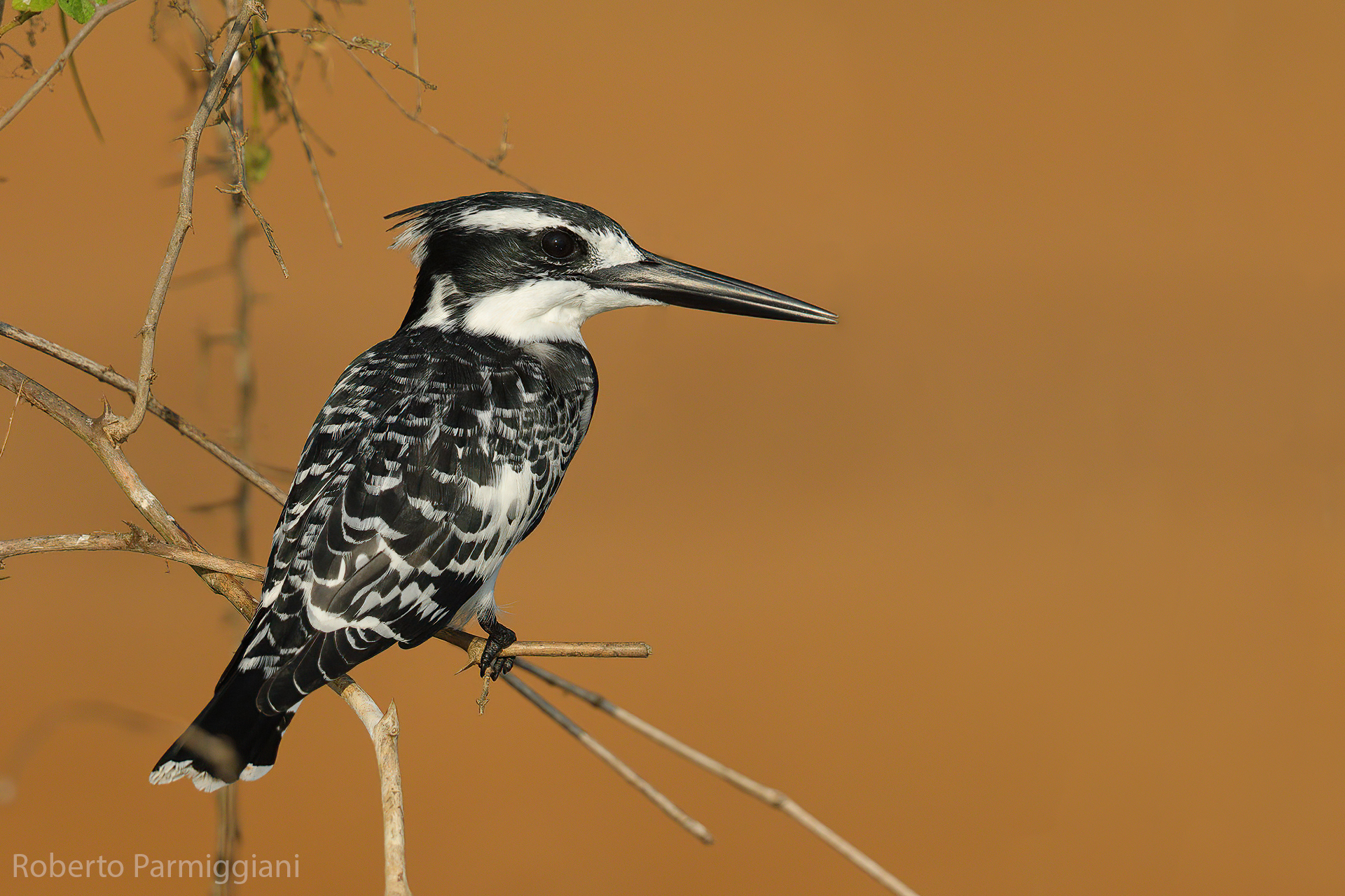 Martin pescatore bianco e nero