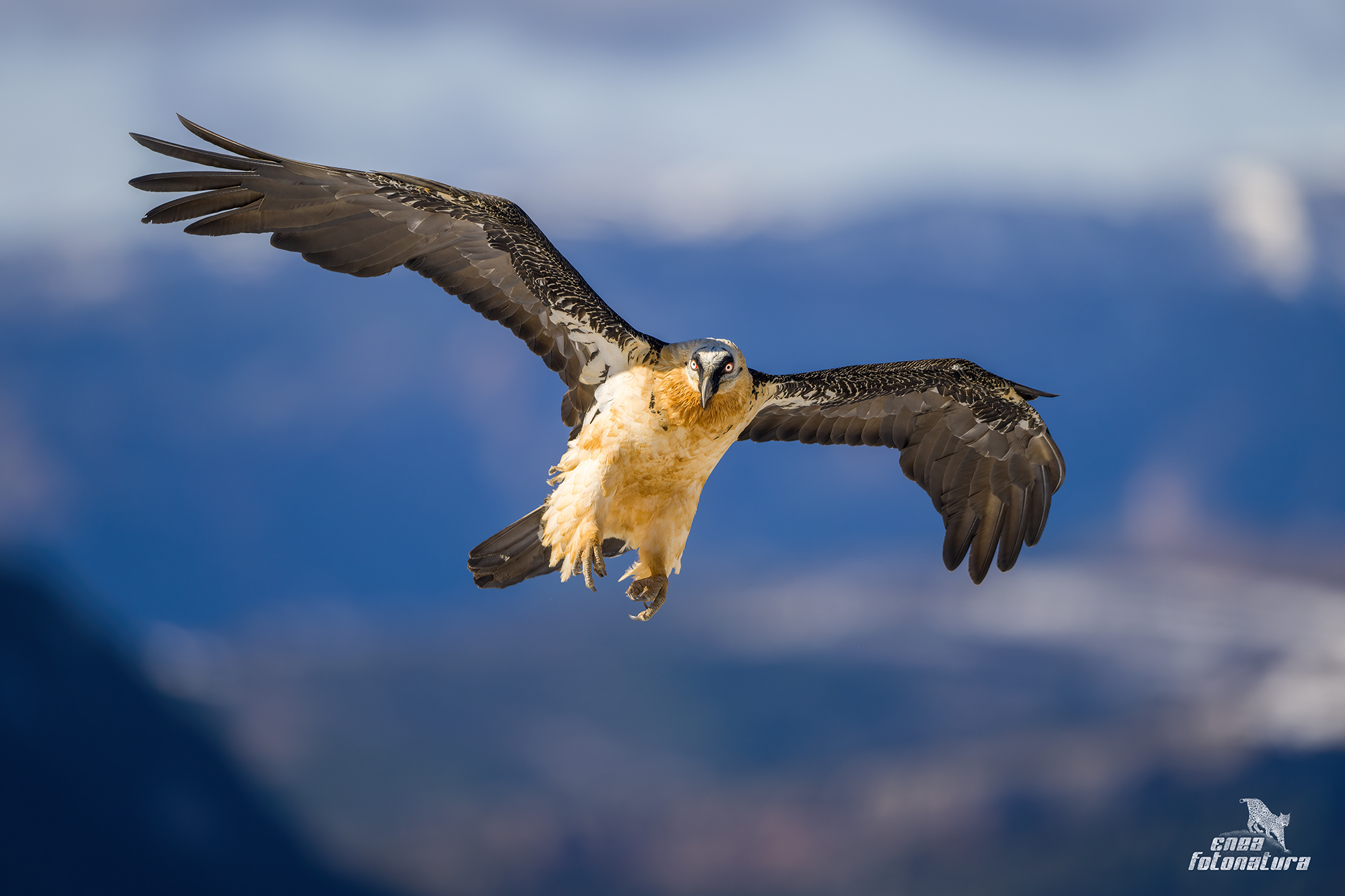 Bearded vulture