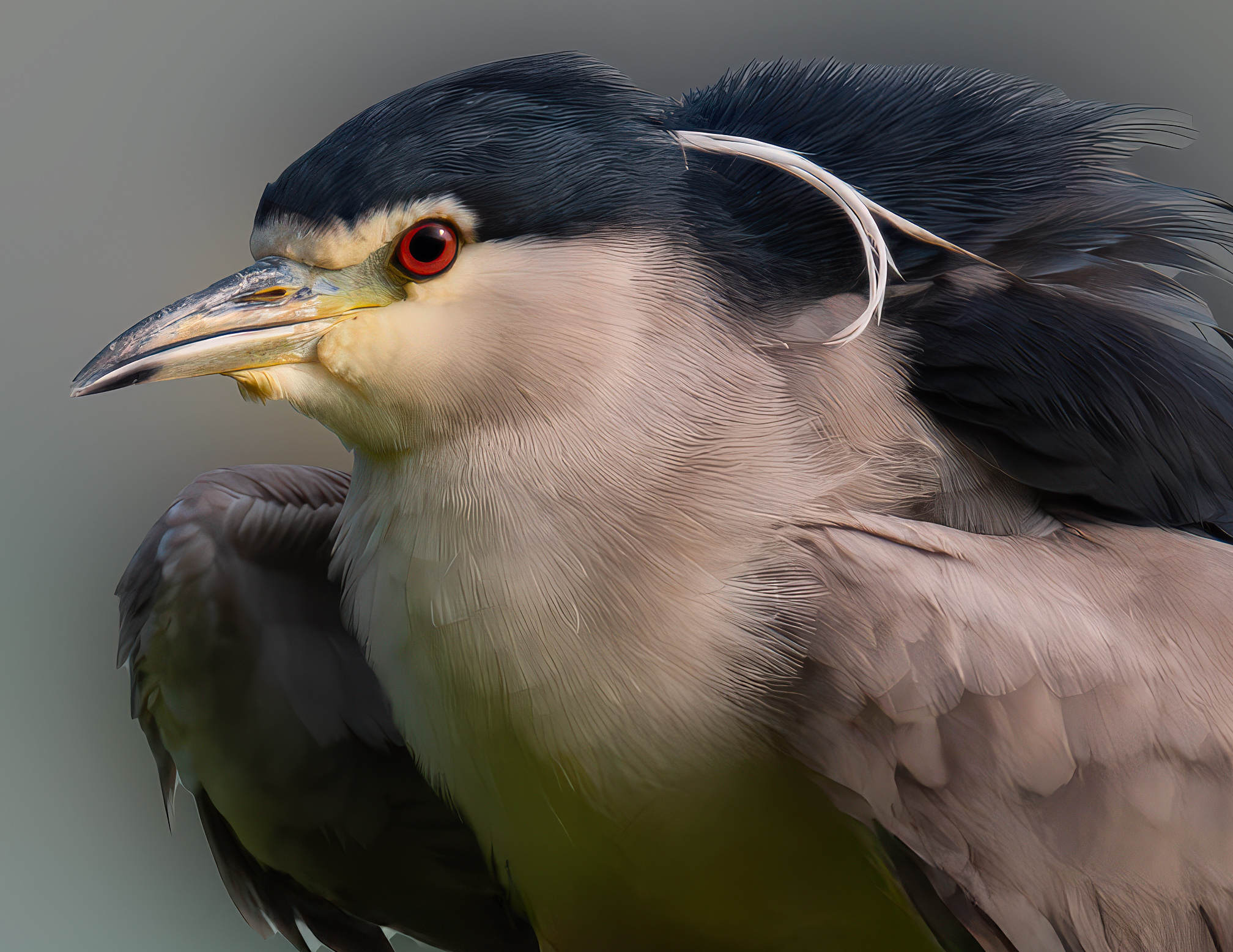 Close-up of night herons