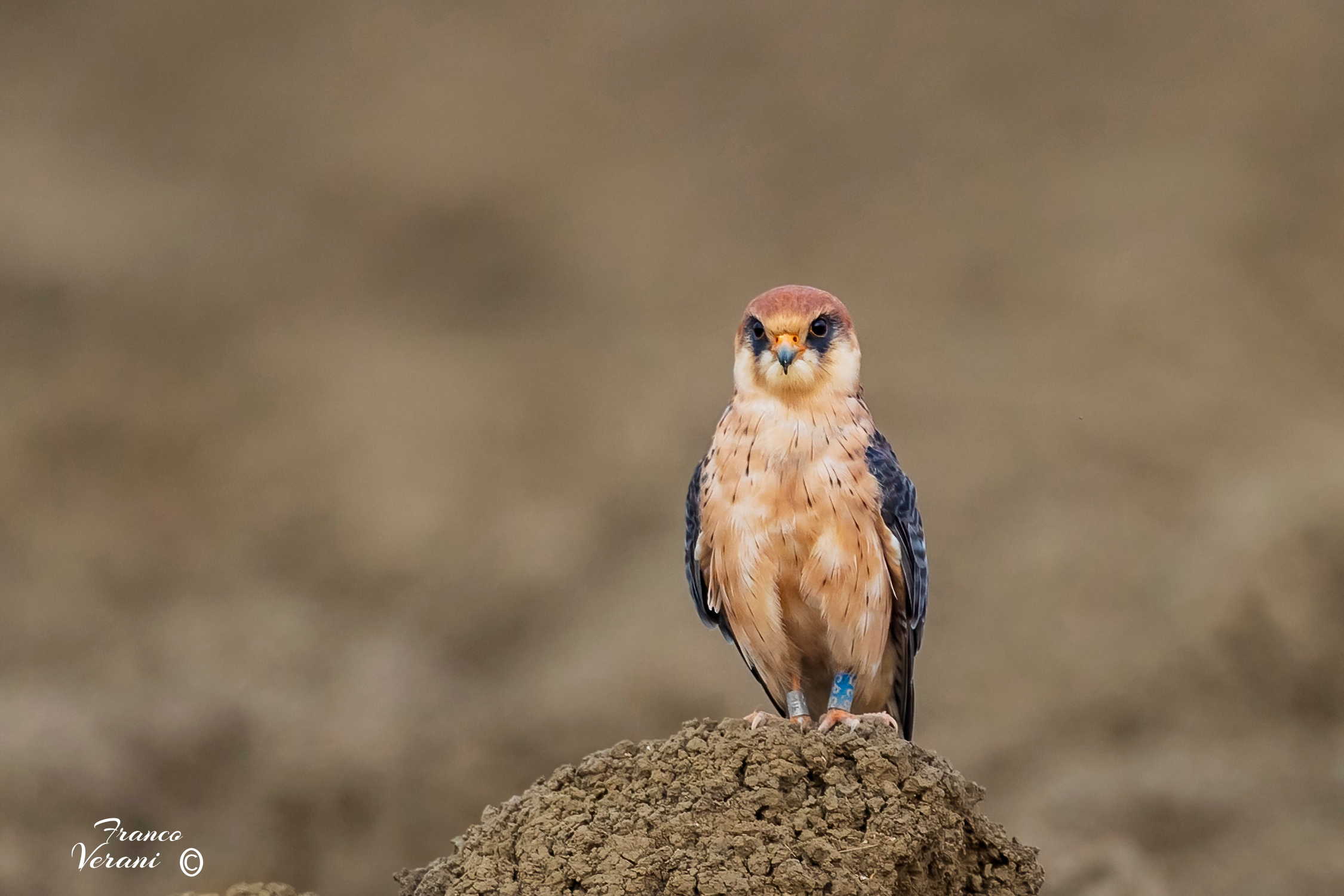 Female Cuckoo Falcon