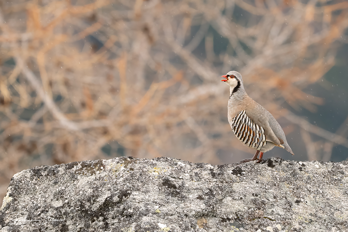 Rock partridge