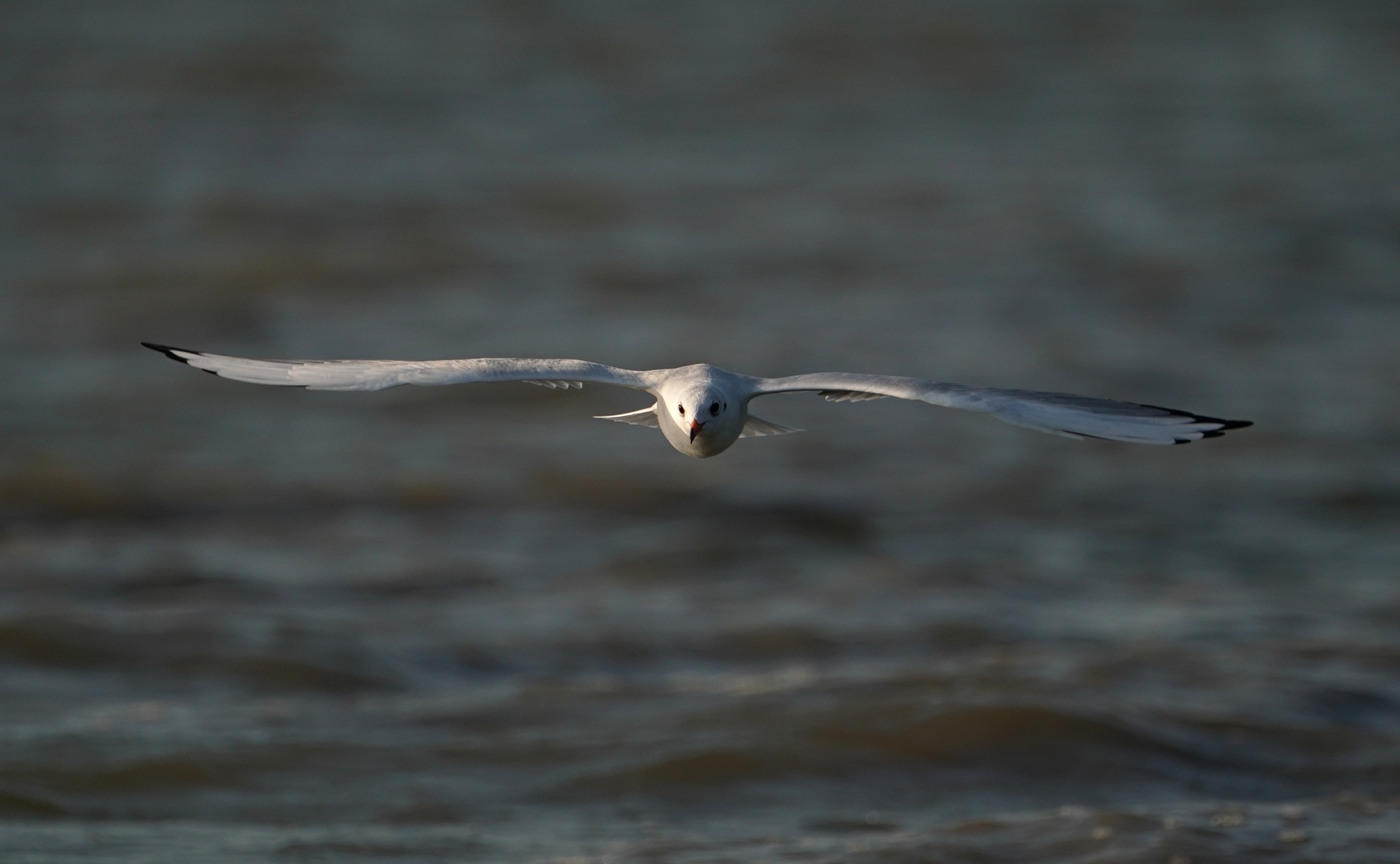Gabbiano comune in volo.