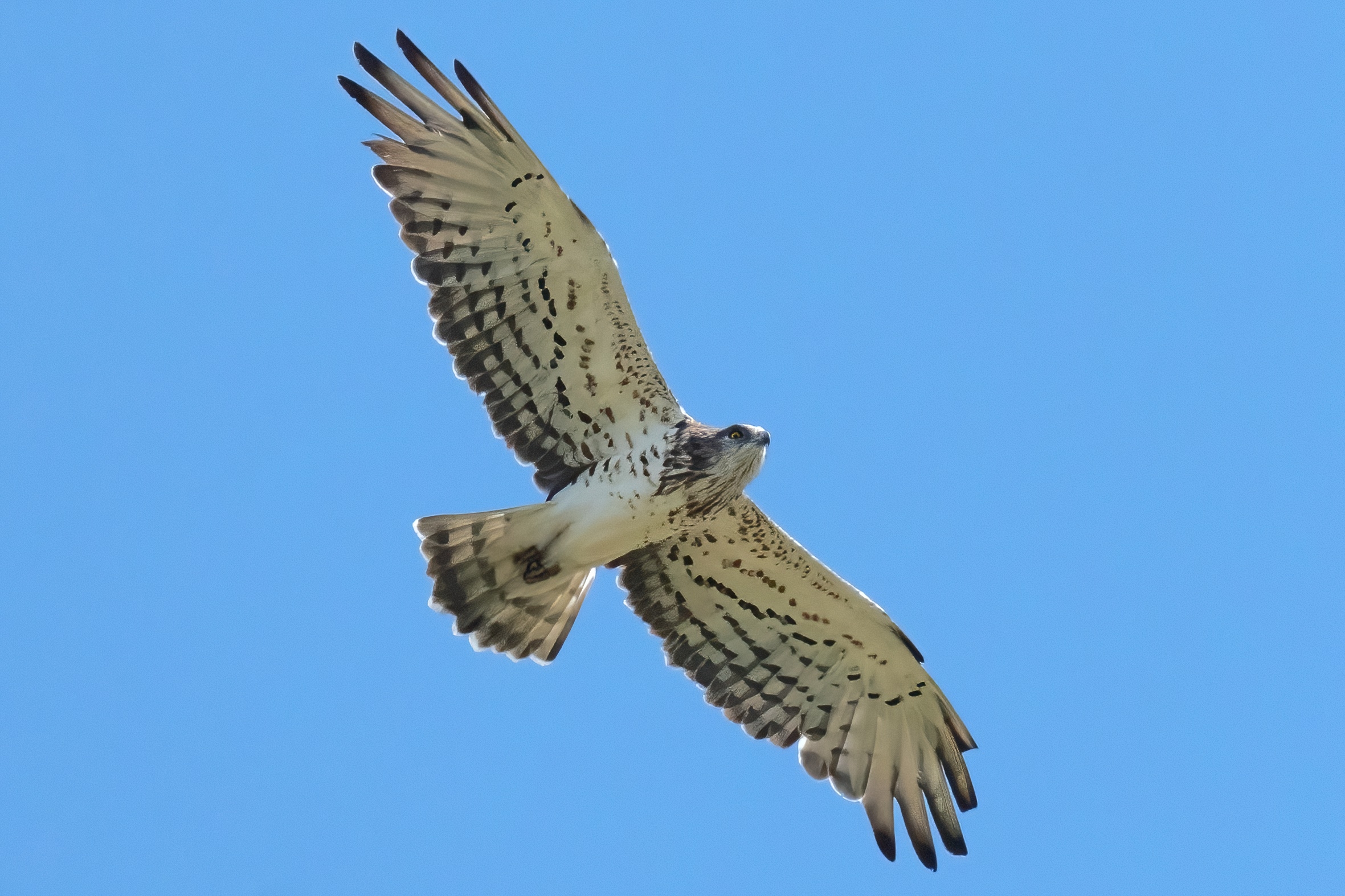 Biancone o Aquila dei serpenti (Circaetus gallicus)