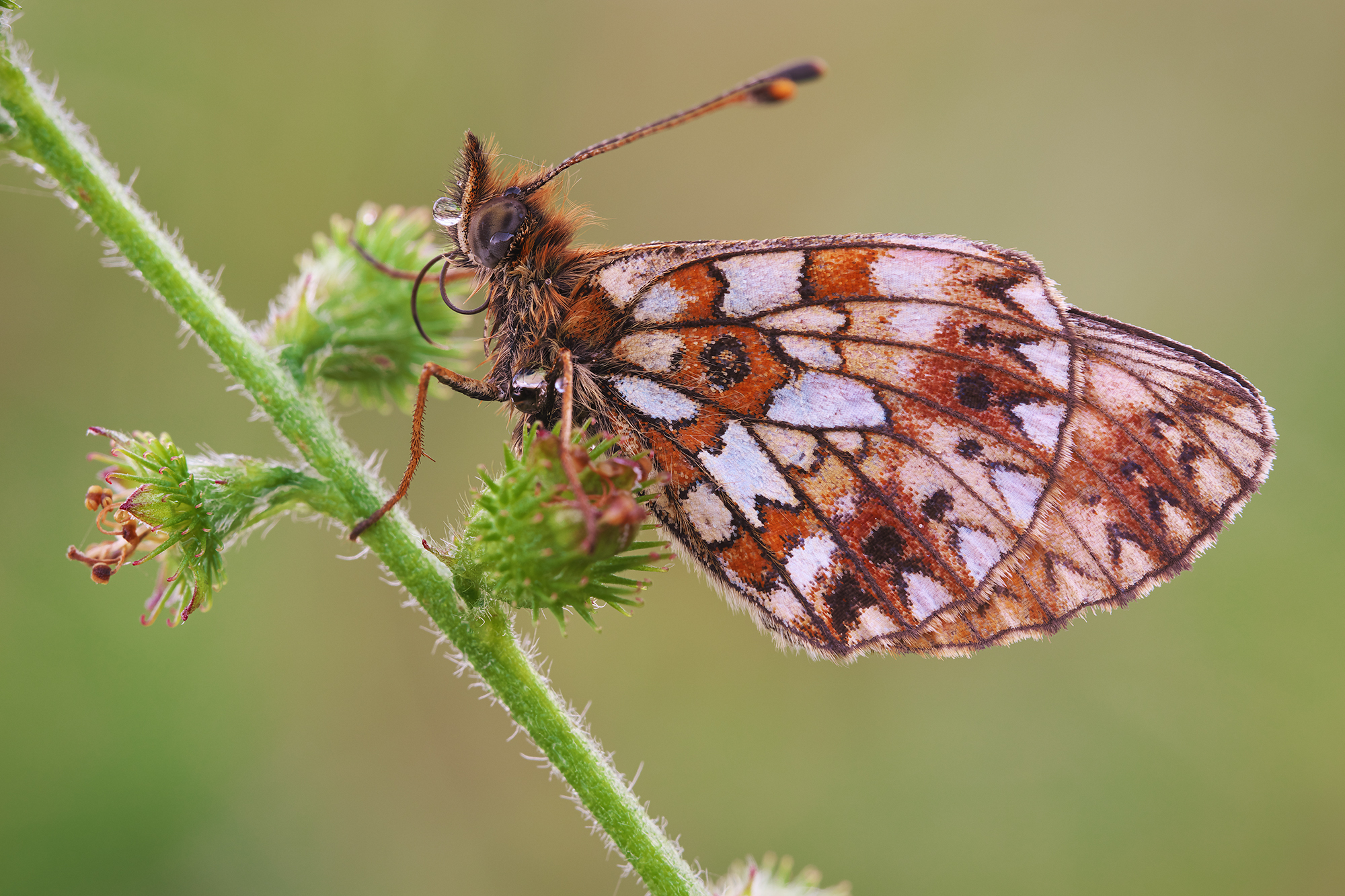 Boloria selene
