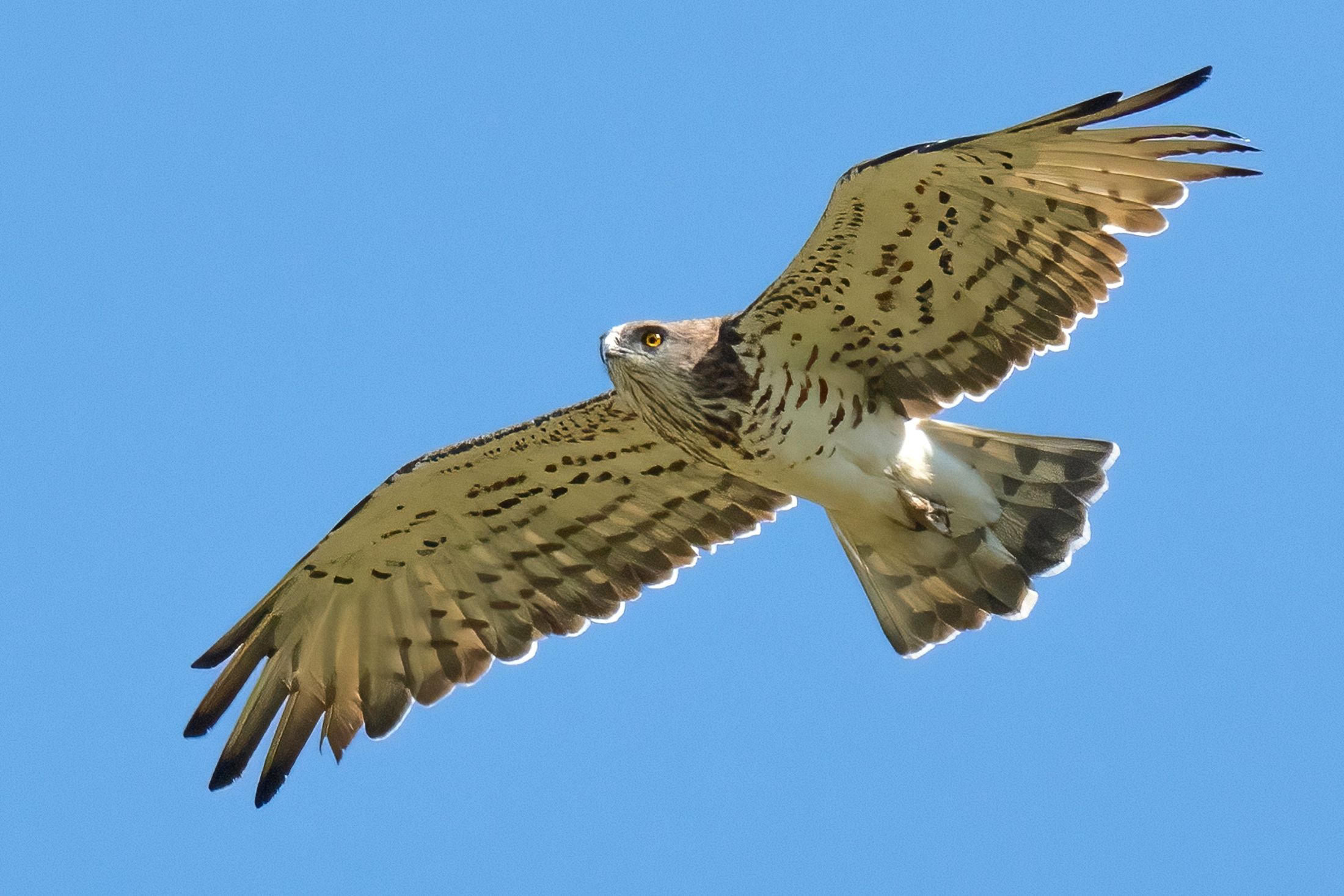 Biancone o Aquila dei serpenti (Circaetus gallicus)