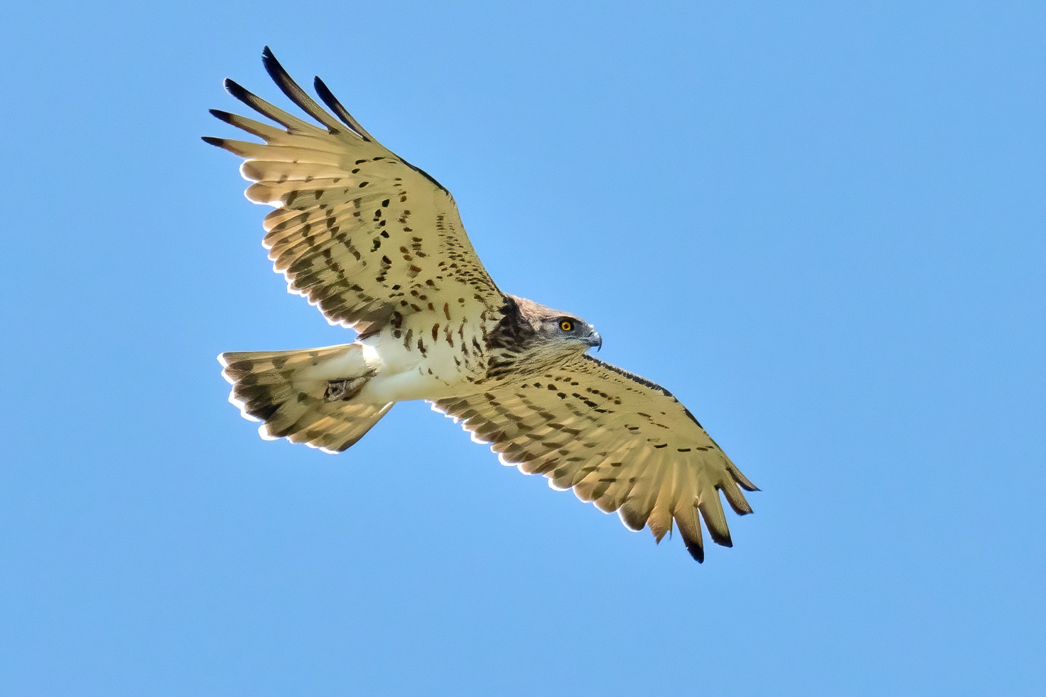 Biancone o Aquila dei serpenti (Circaetus gallicus)