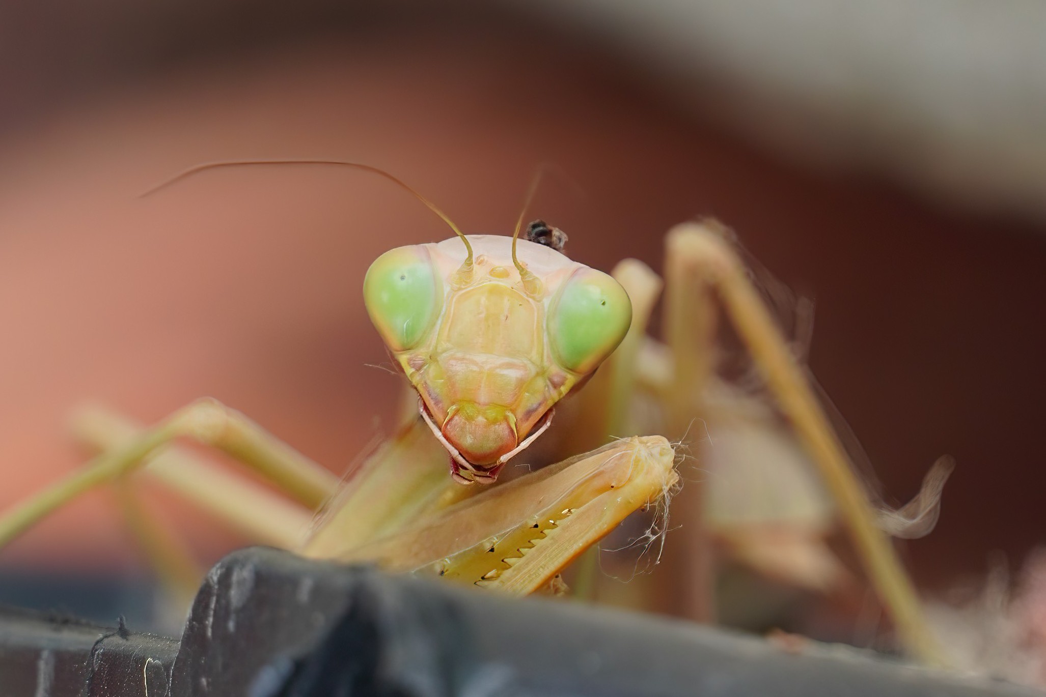 Avete visto mio marito?