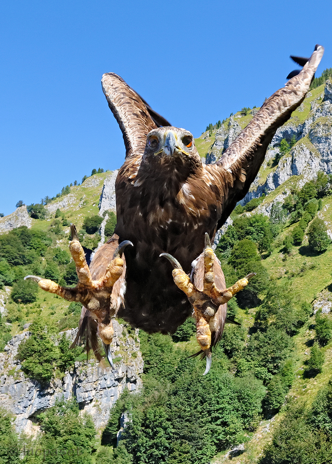 the last thing the Golden Eagle's prey will see