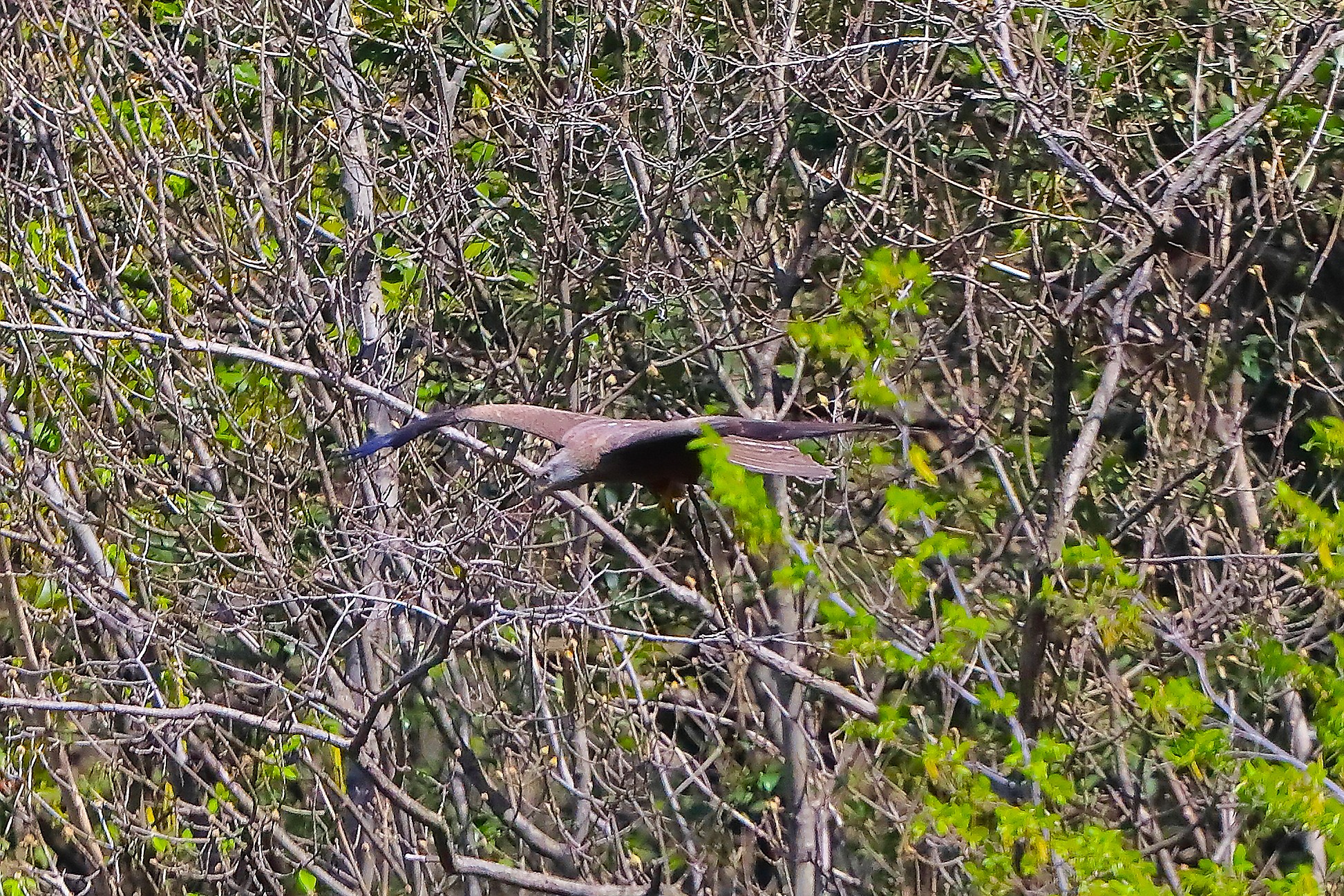 Nibbio bruno 01 aprile 2025 - 0036