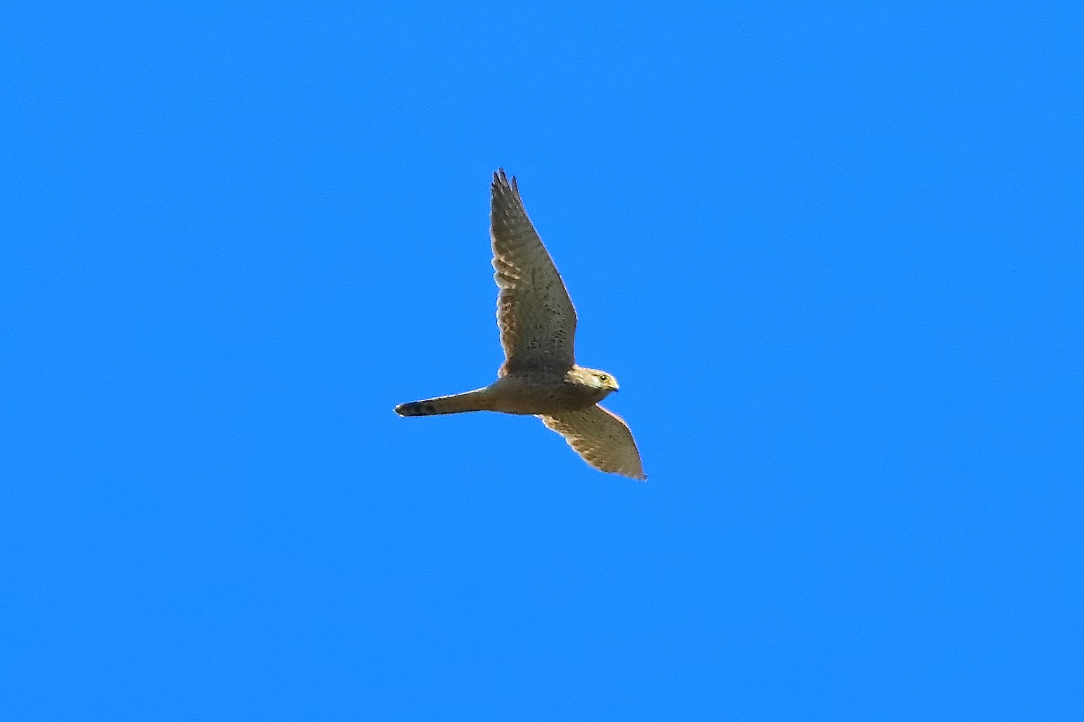 Gheppio 01 aprile 2025 - 0043