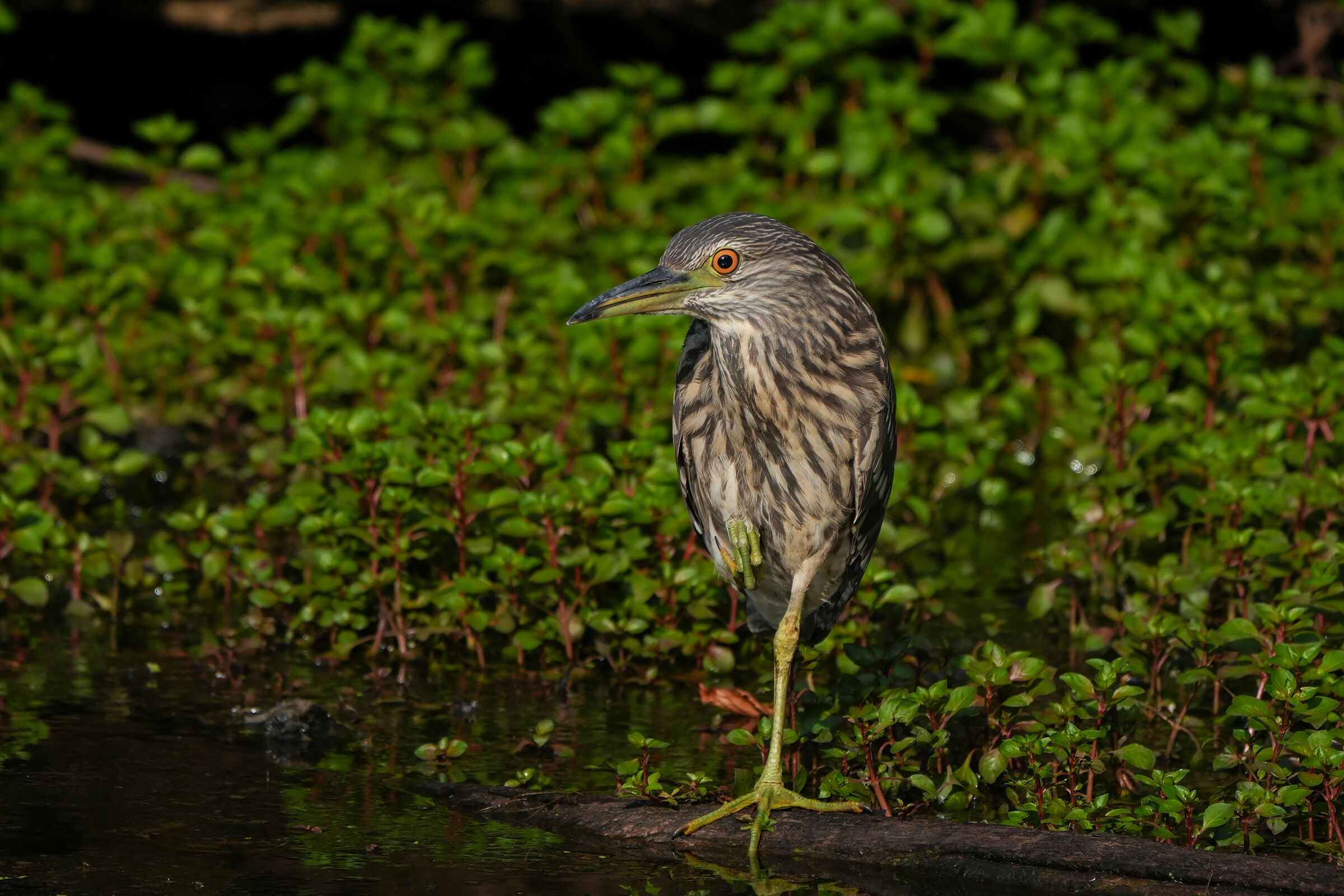 Night Heron Juv
