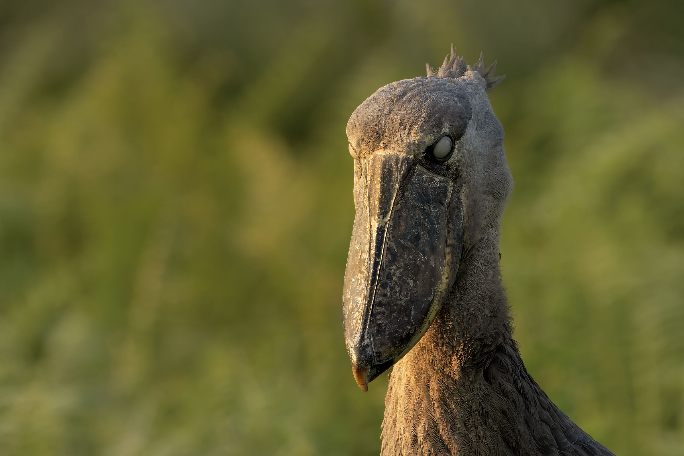 Il re della palude , l'uccello dal becco a scarpa