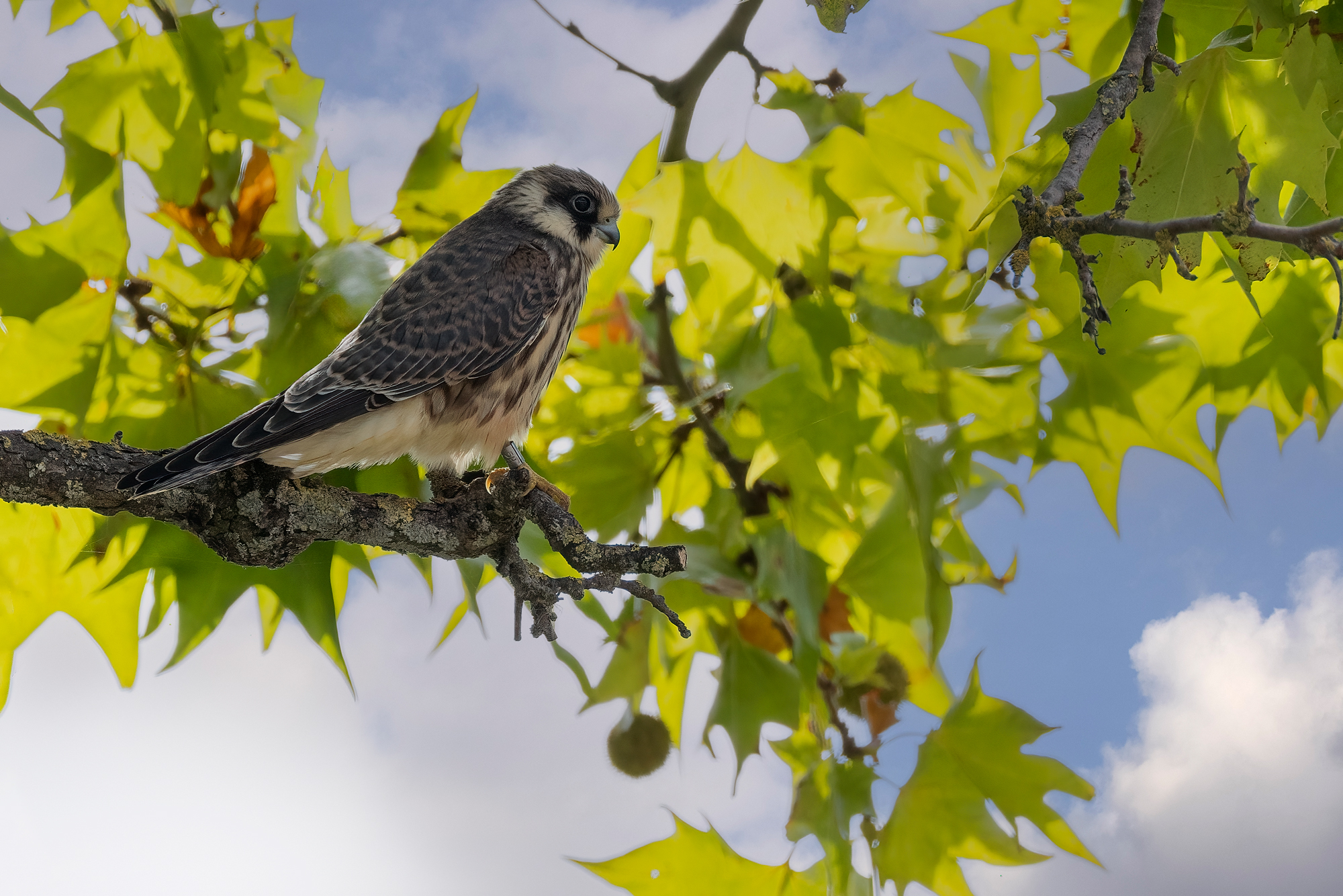 Falco cuculo giovane
