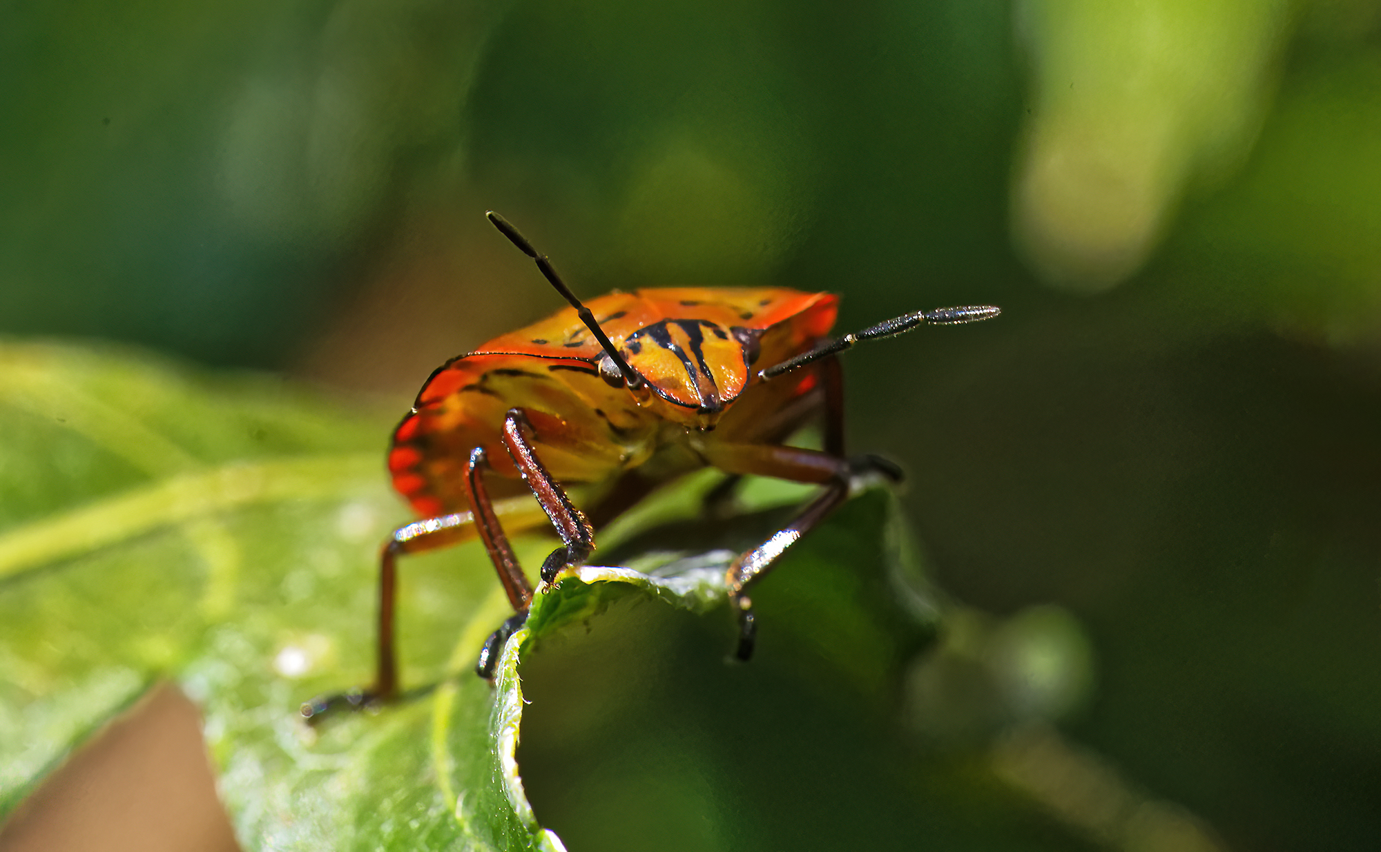 Nezara viridula (young)