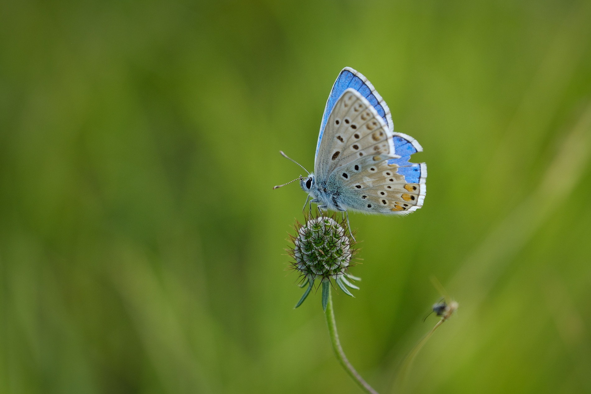 Bellezza dell'imperfezione_1