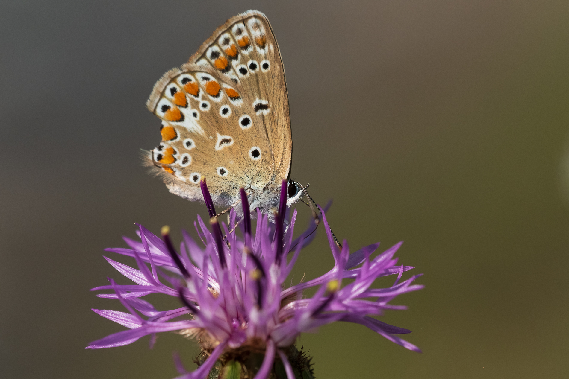 Bellezza dell'imperfezione_2