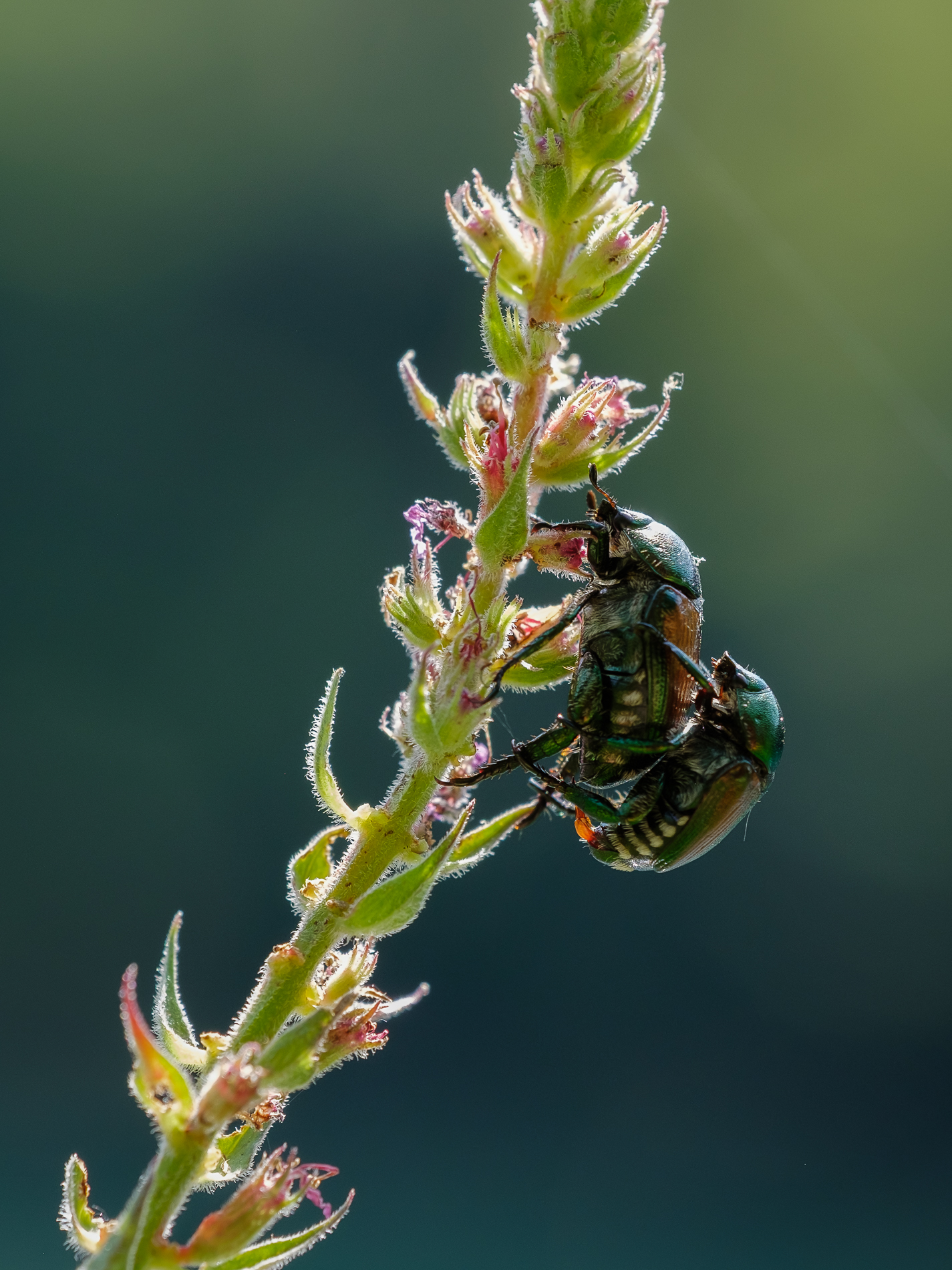 Riproduzione del nemico