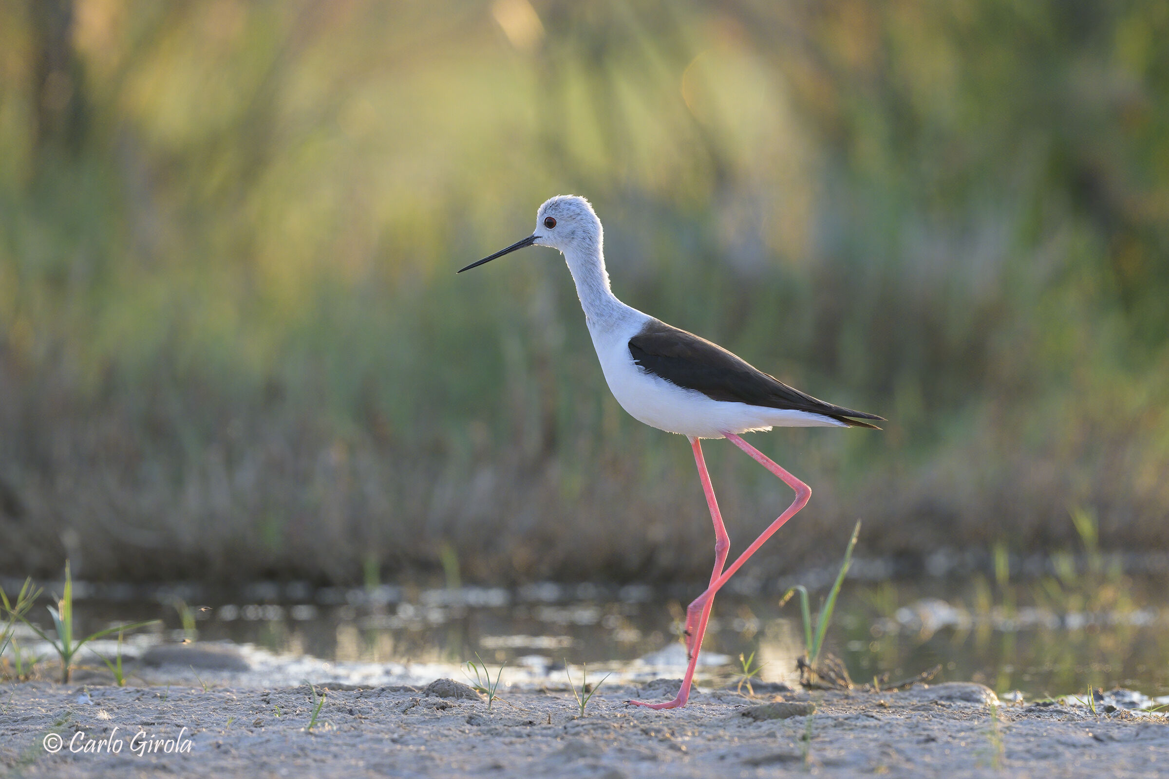 Cavaliere d'Italia (Himantopus himantopus)