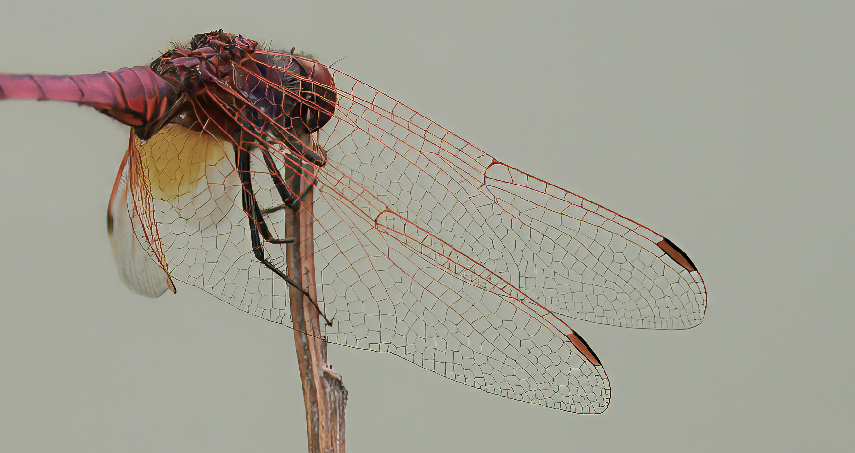 detail of violet obelisk