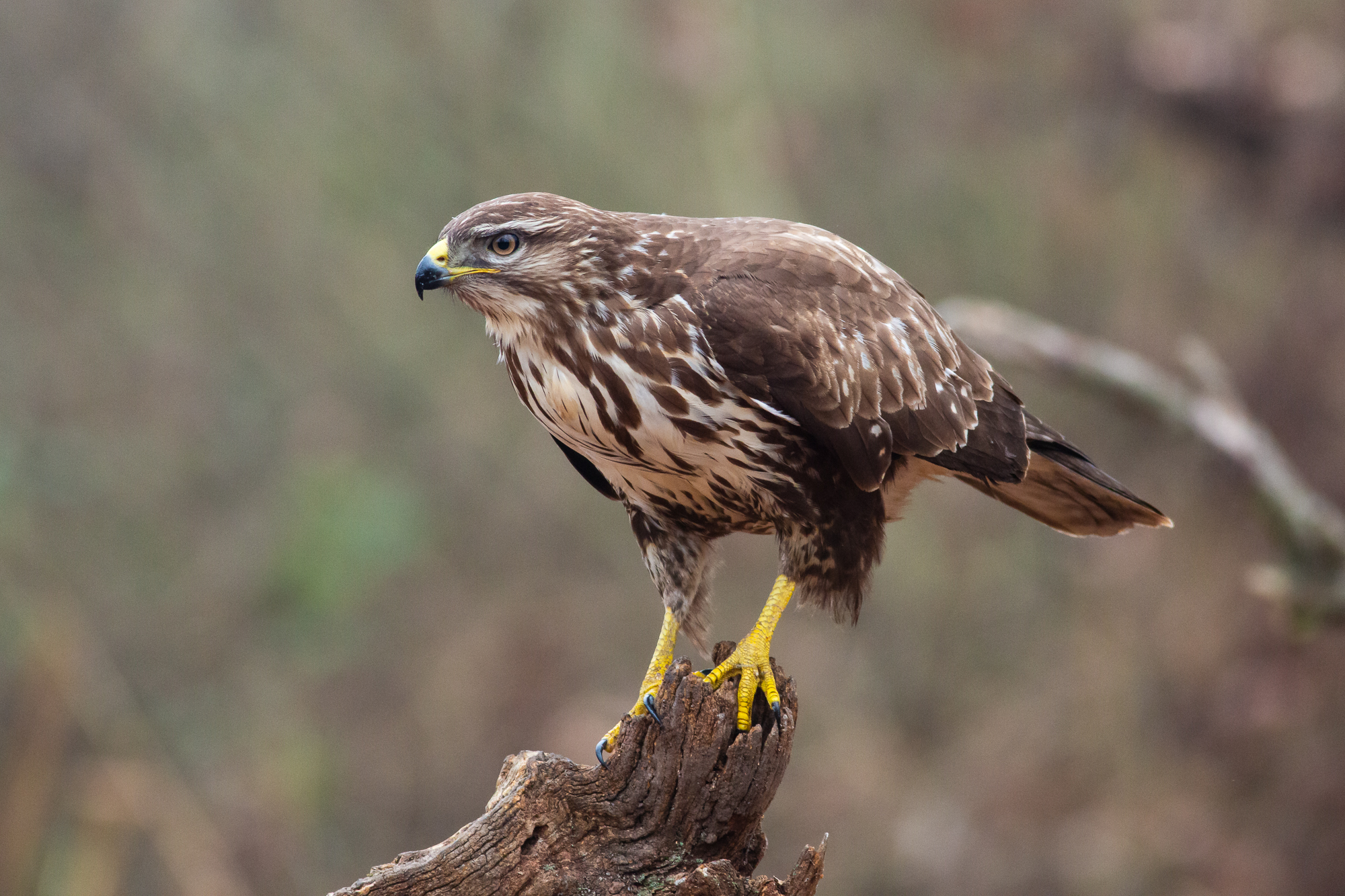 Buzzard