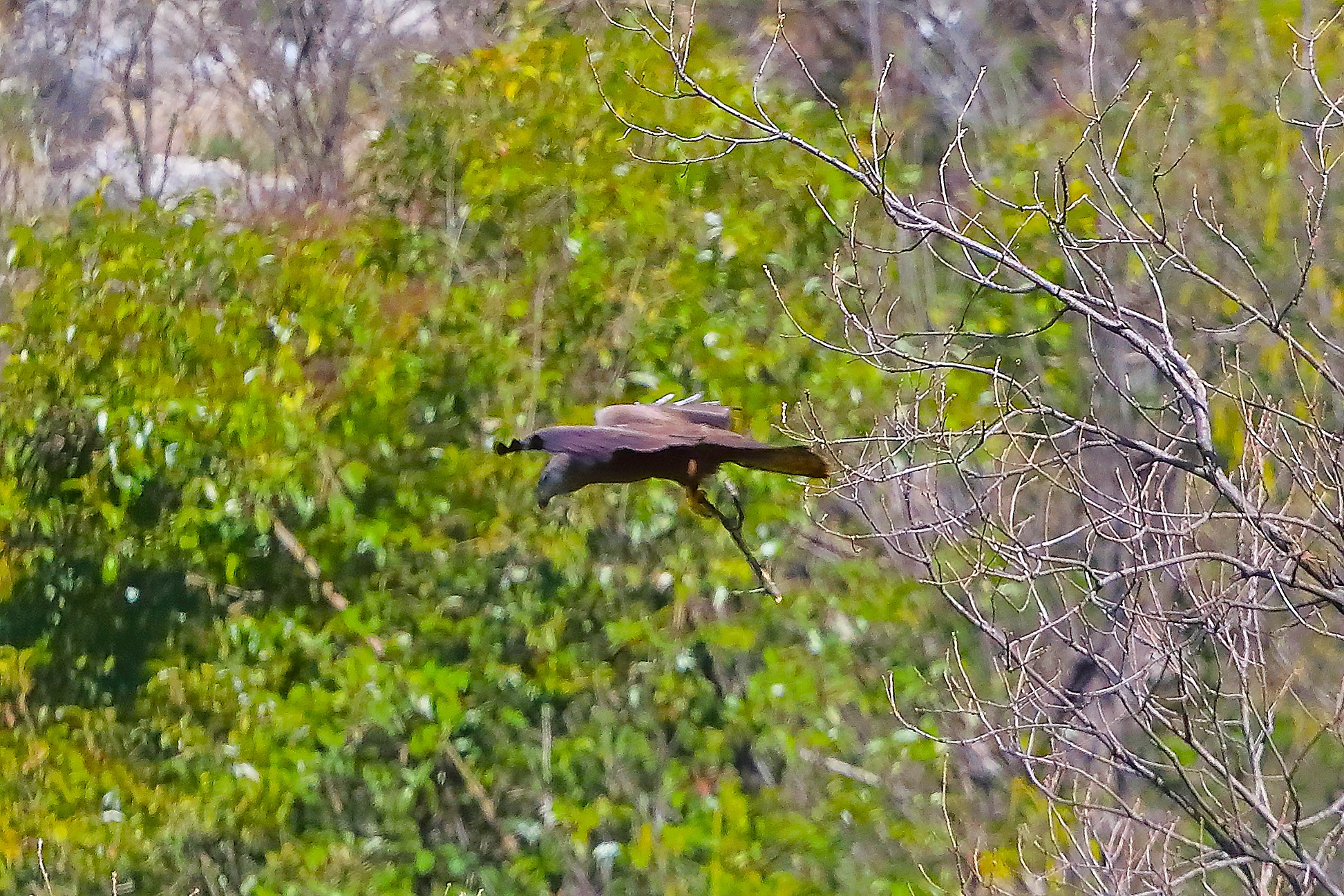 Nibbio bruno 01 aprile 2025 - 0037