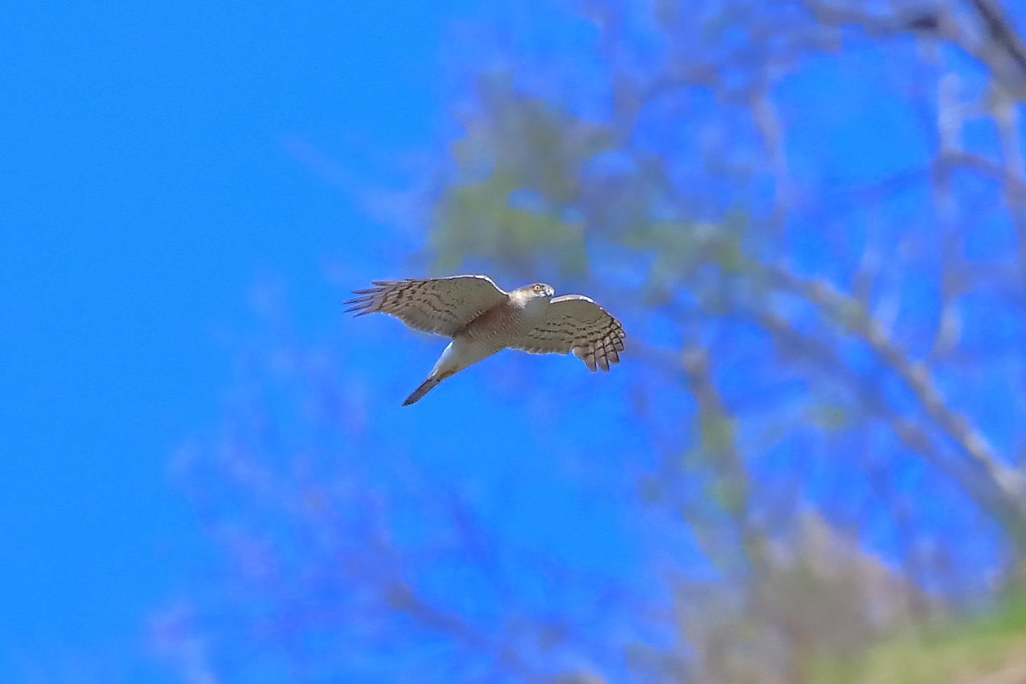 Soarviere 01 aprile 2025 - 0082