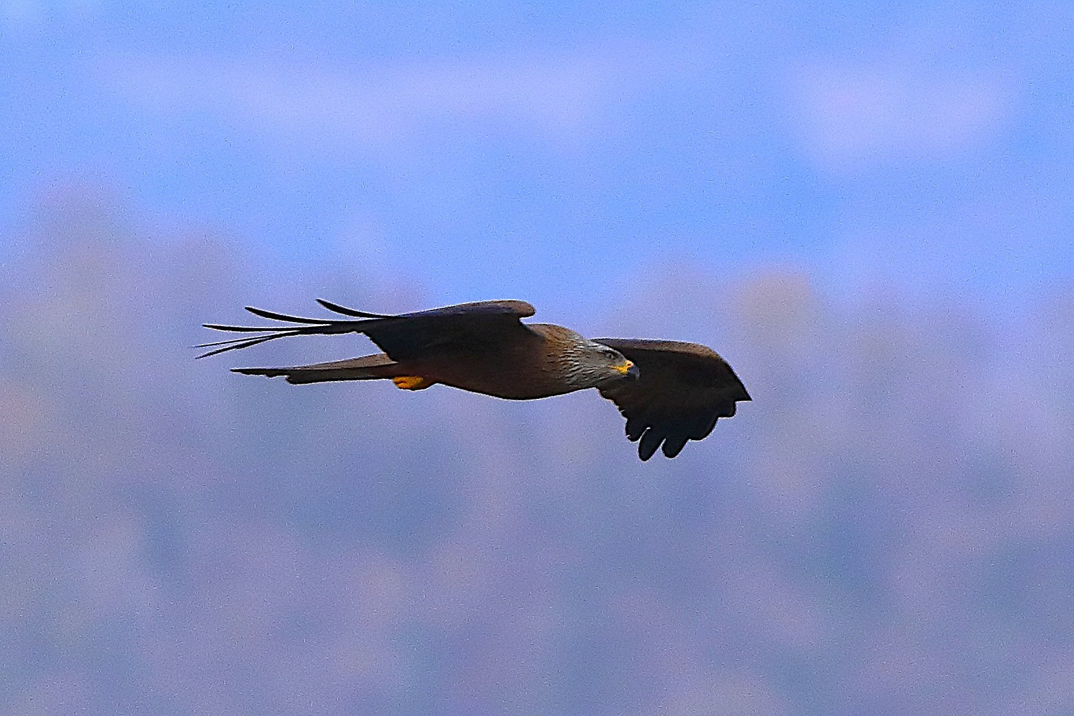 Nibbio bruno 29 marzo 2025 - 0254