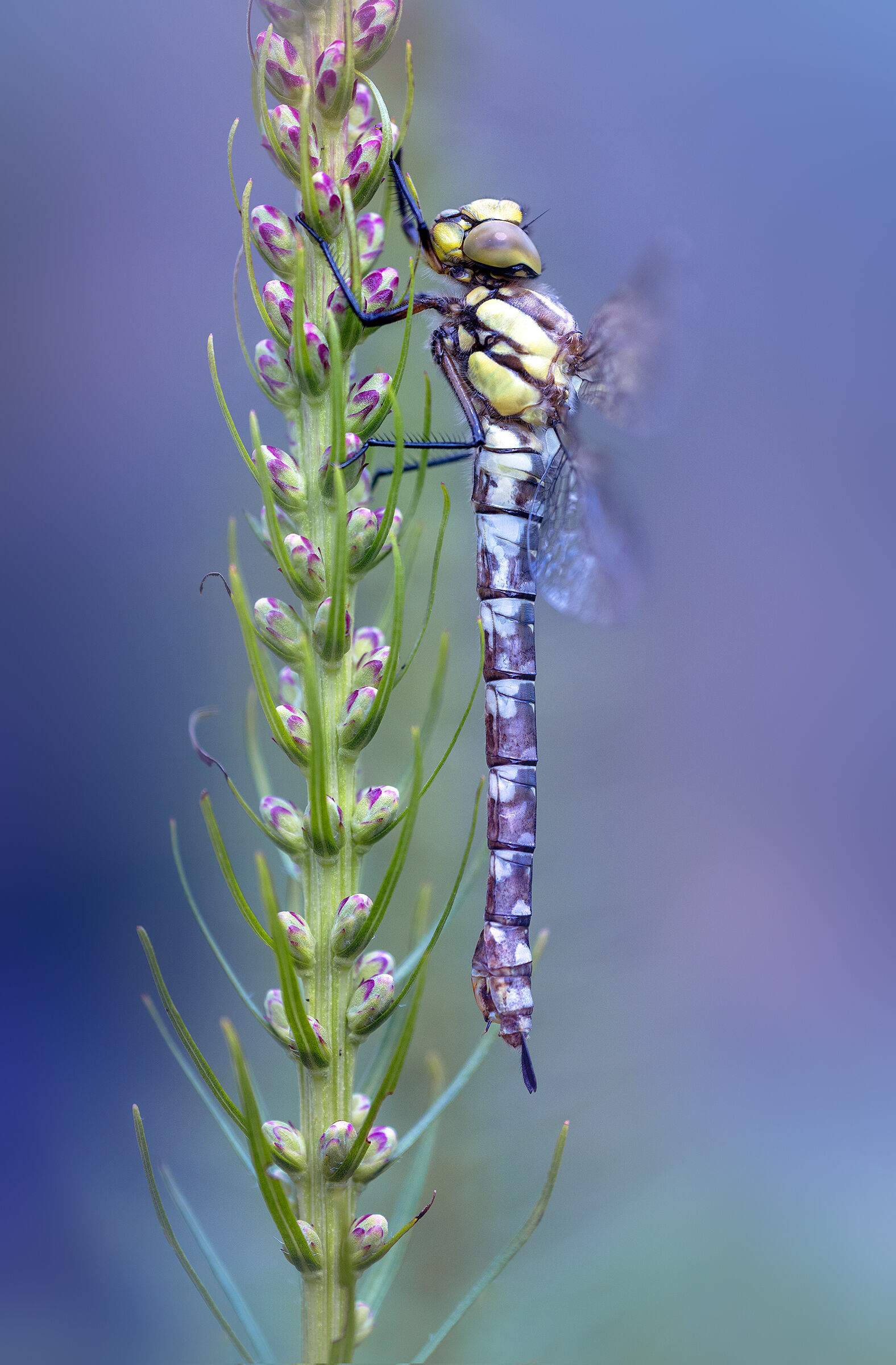 Aeshna cyanea - immature female