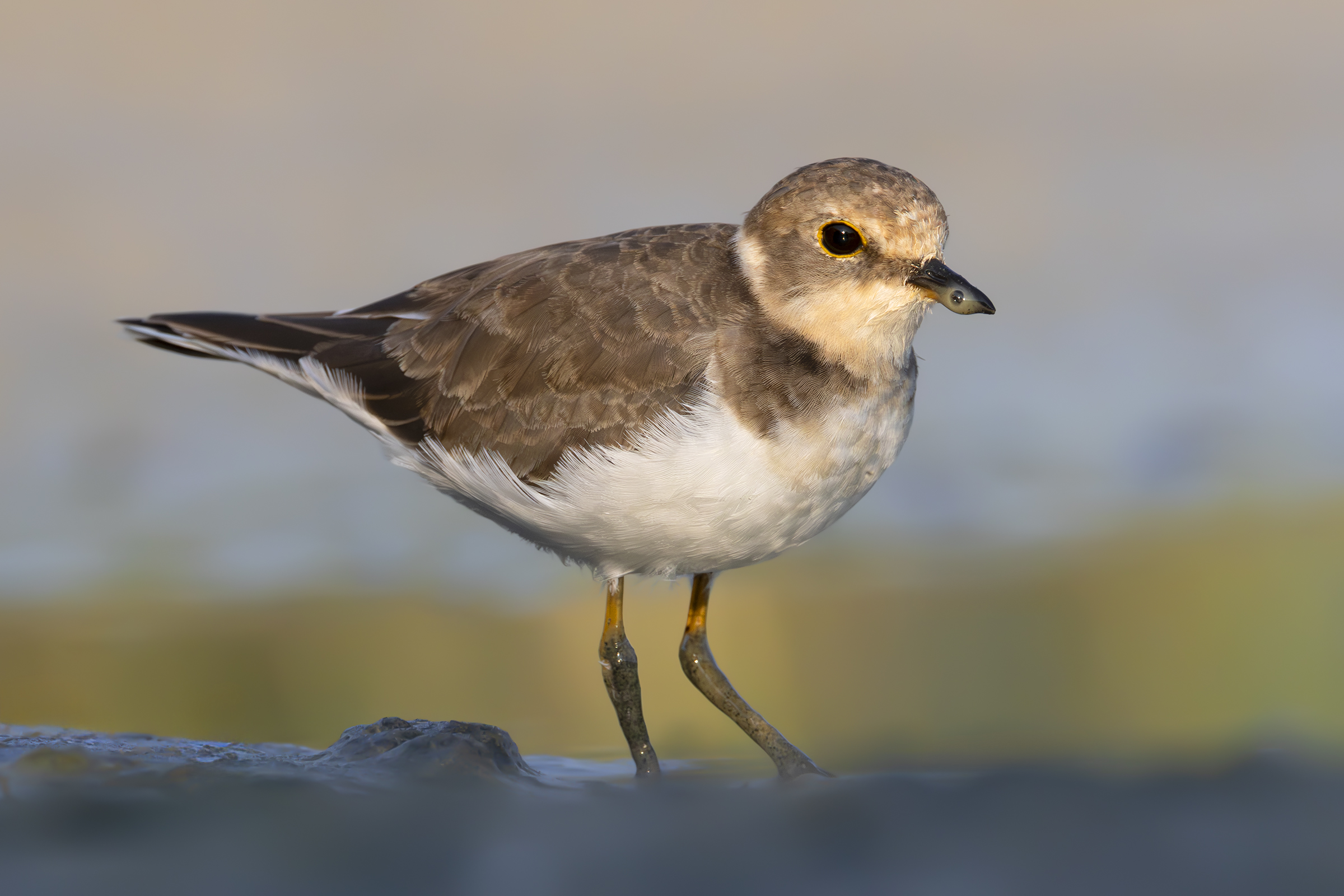 Little ringed plover