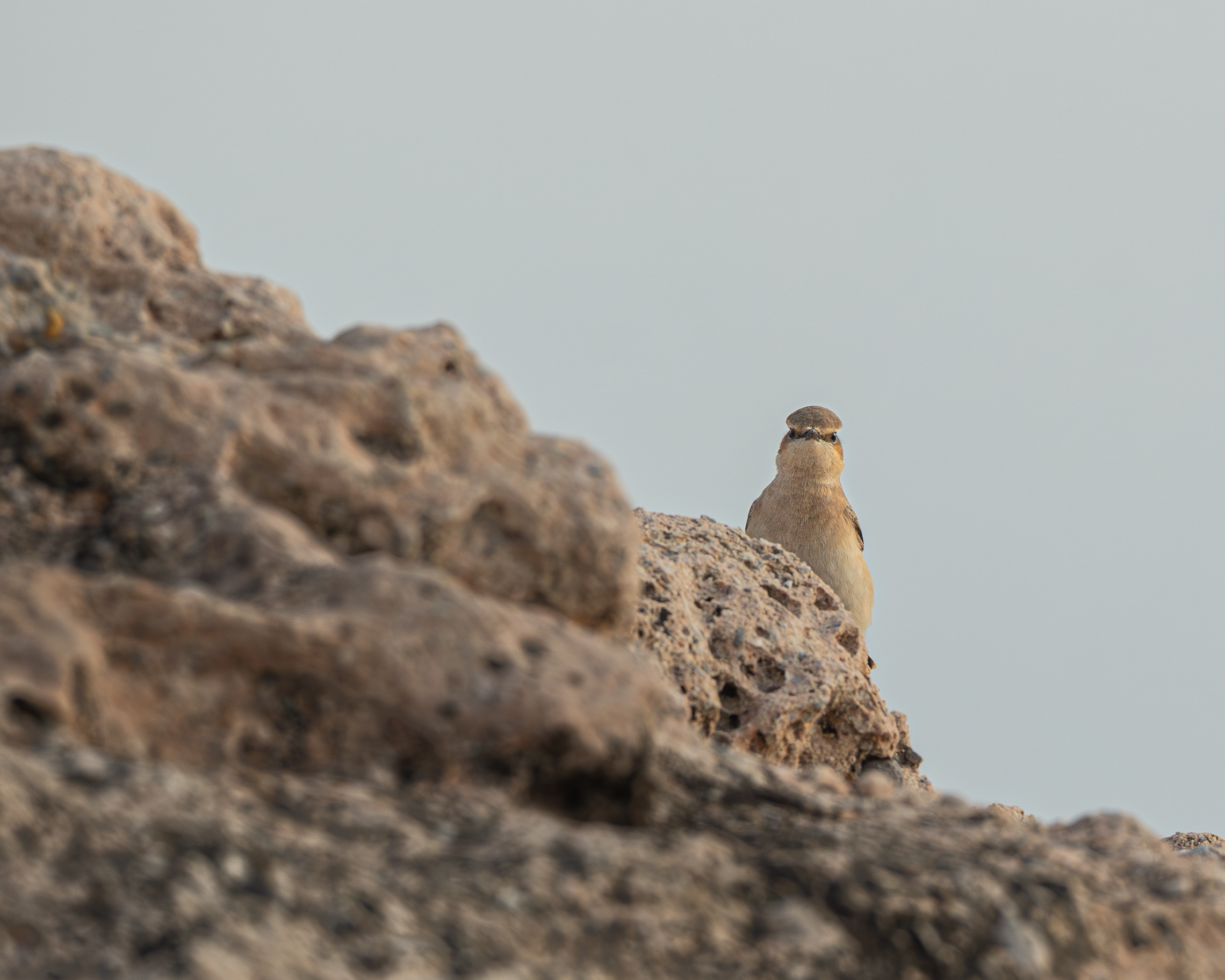 The tenderness of the wheatear
