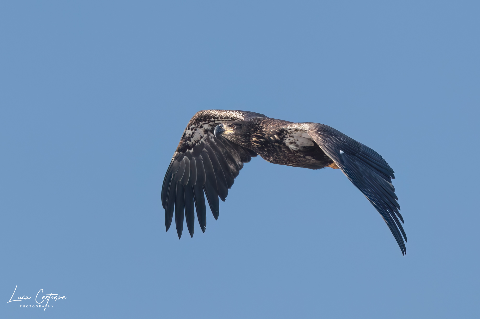 Young Bald Eagle (Heliaeetus leucocephalus)