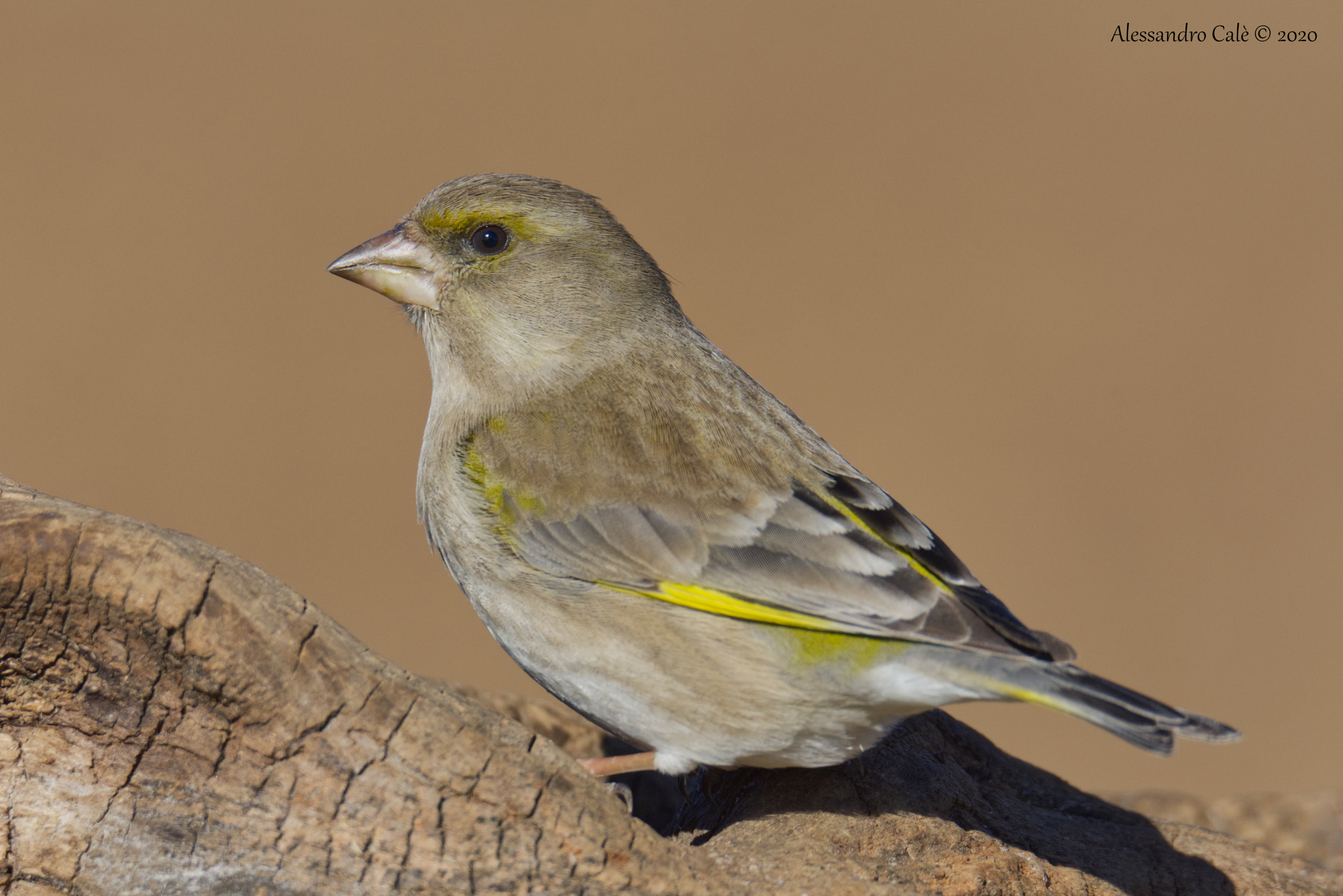 Carduelis chloris (Greenfinch) 5527