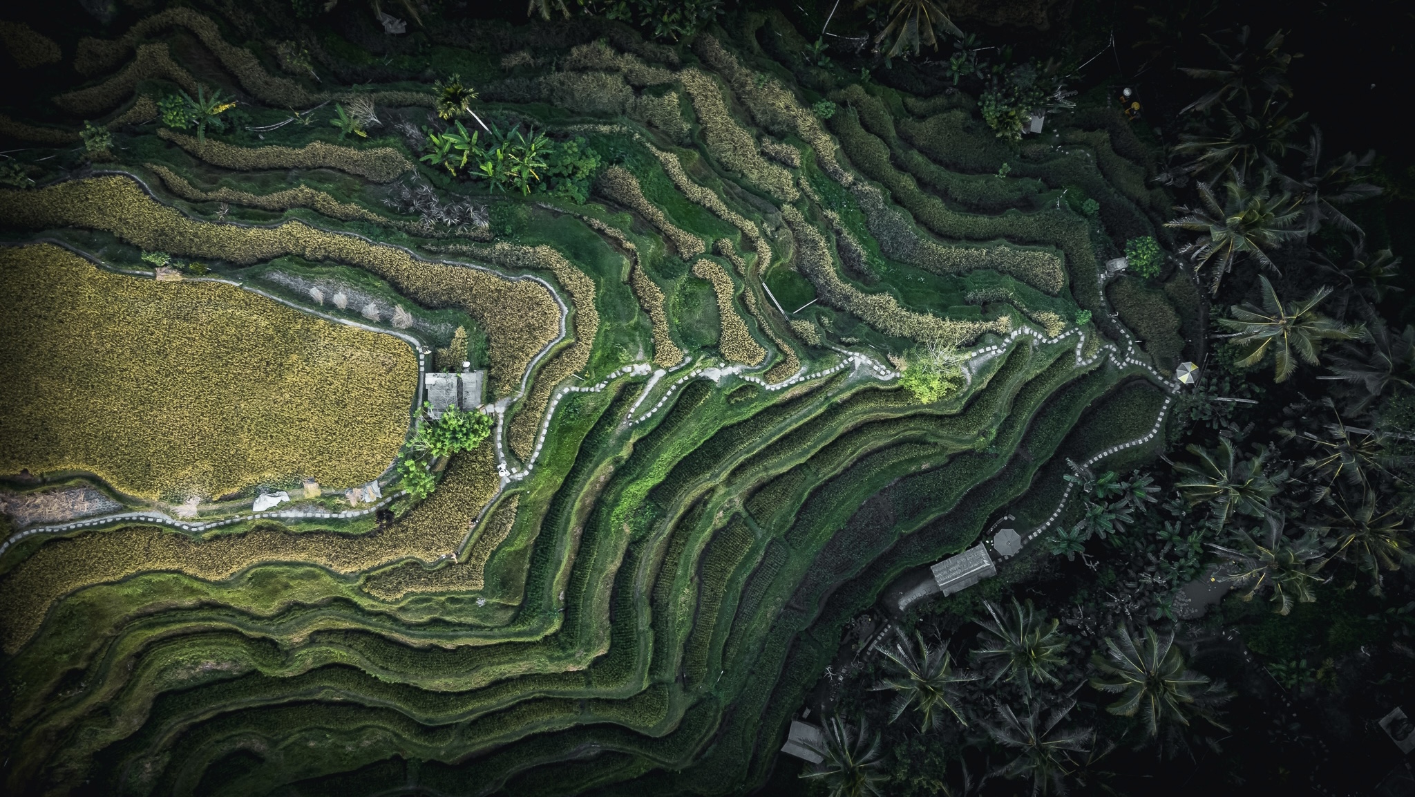 Rice fields