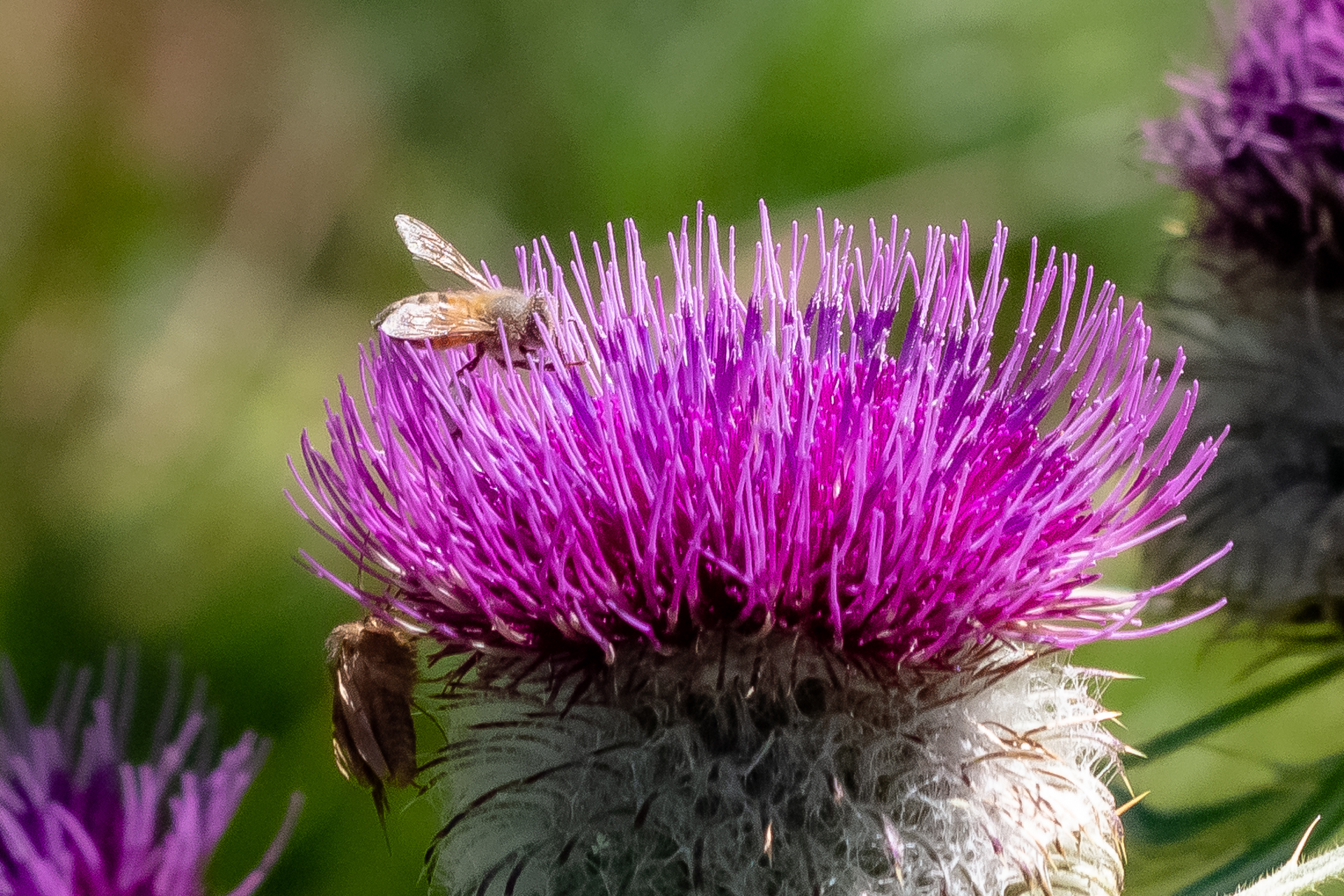 Cardo mariano con insetti